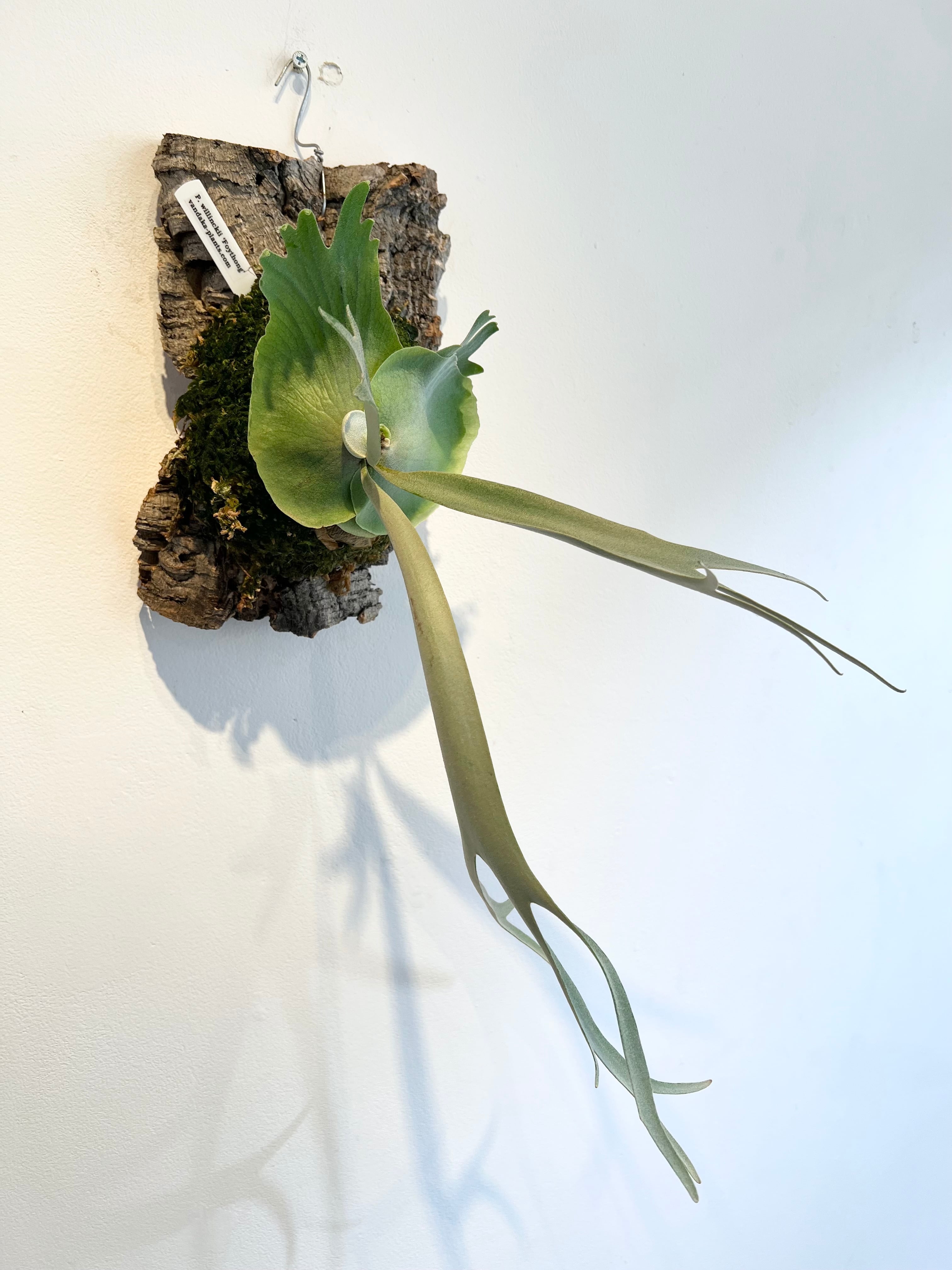 のん　ビカクシダ　ウィリンキー　willinckii P.willinckii winnie from @big_bell.plants_aqua シワシワ