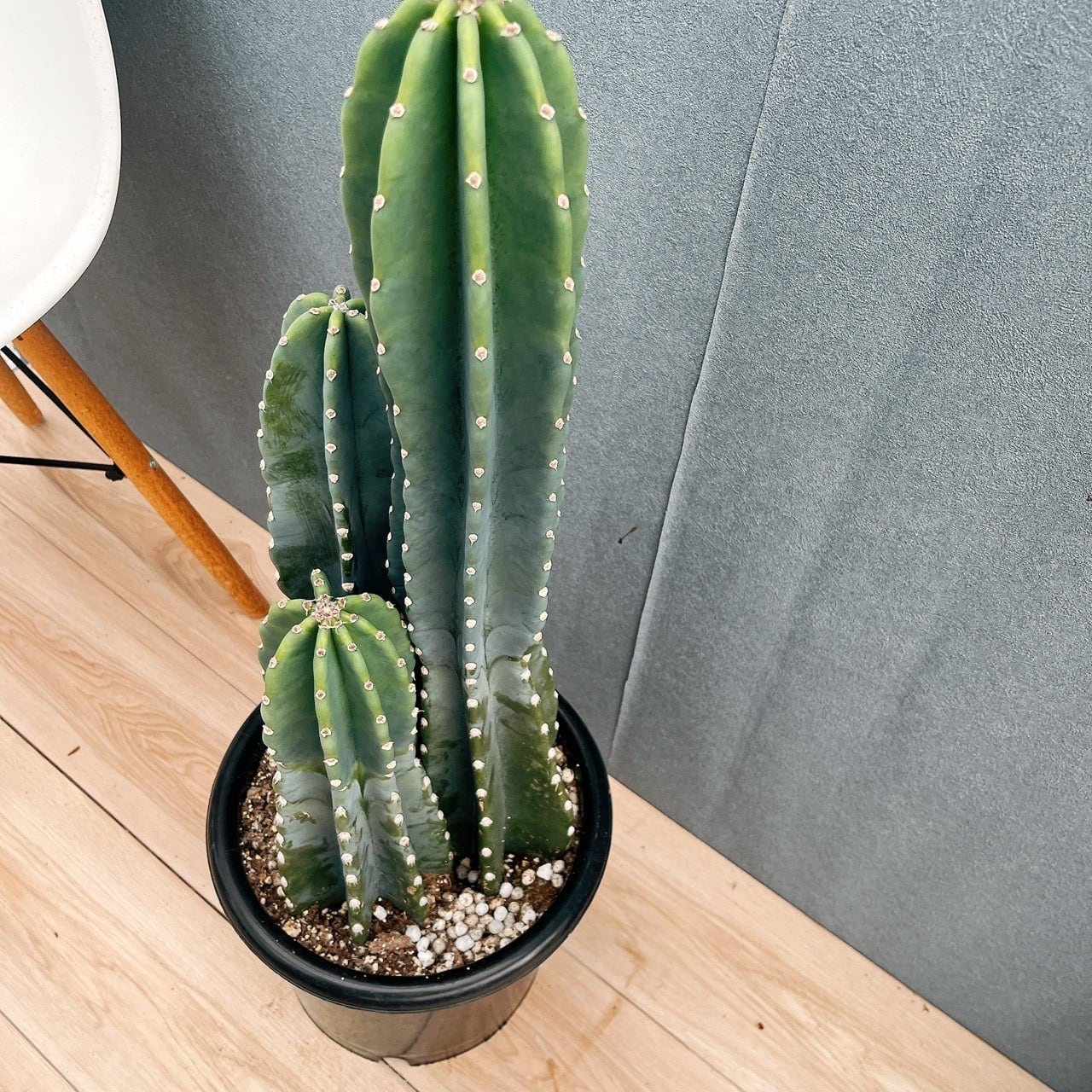 現品］10番 柱サボテン 鬼面角 3本立て 8号 観葉植物 多肉植物