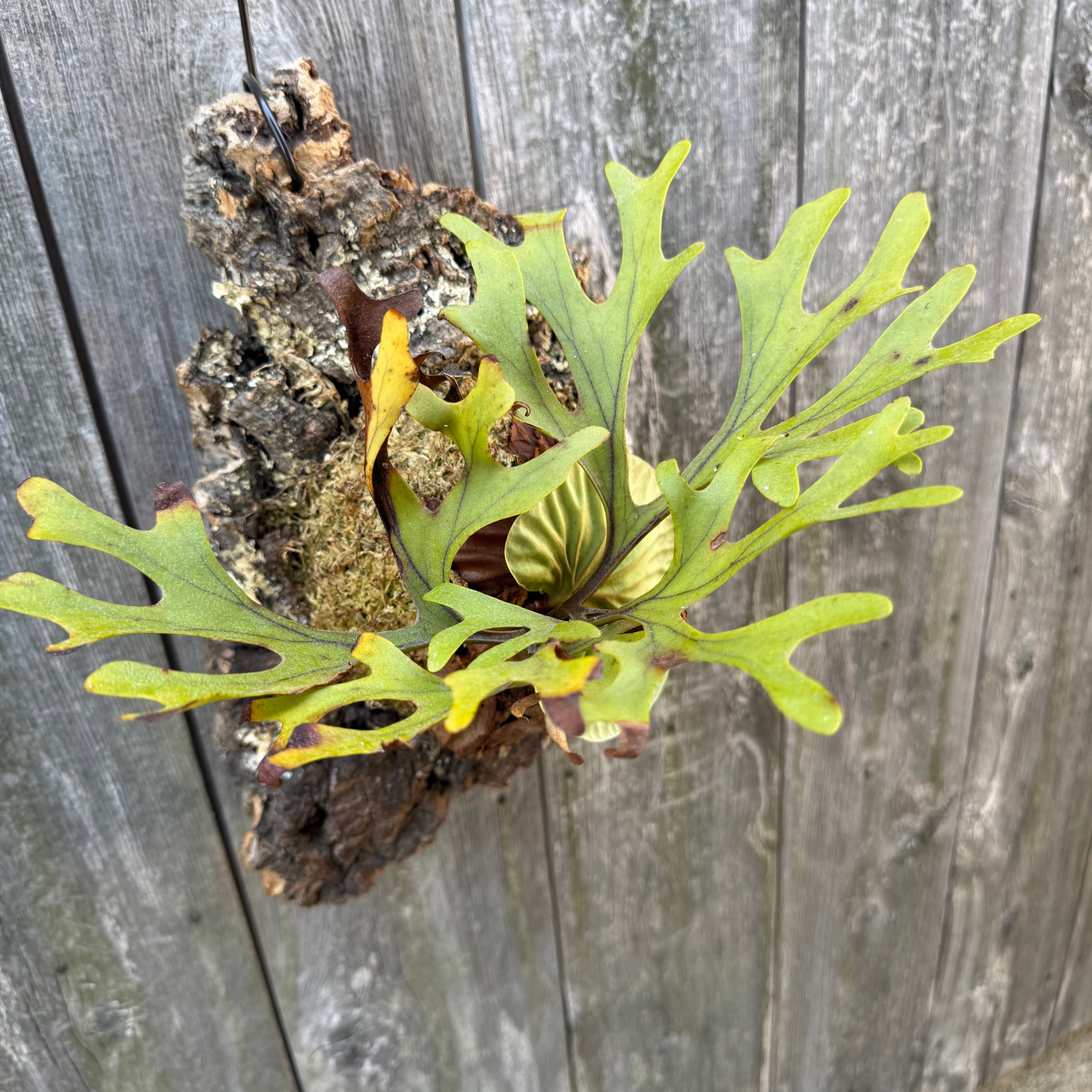 P.ridleyi wild | naturefix