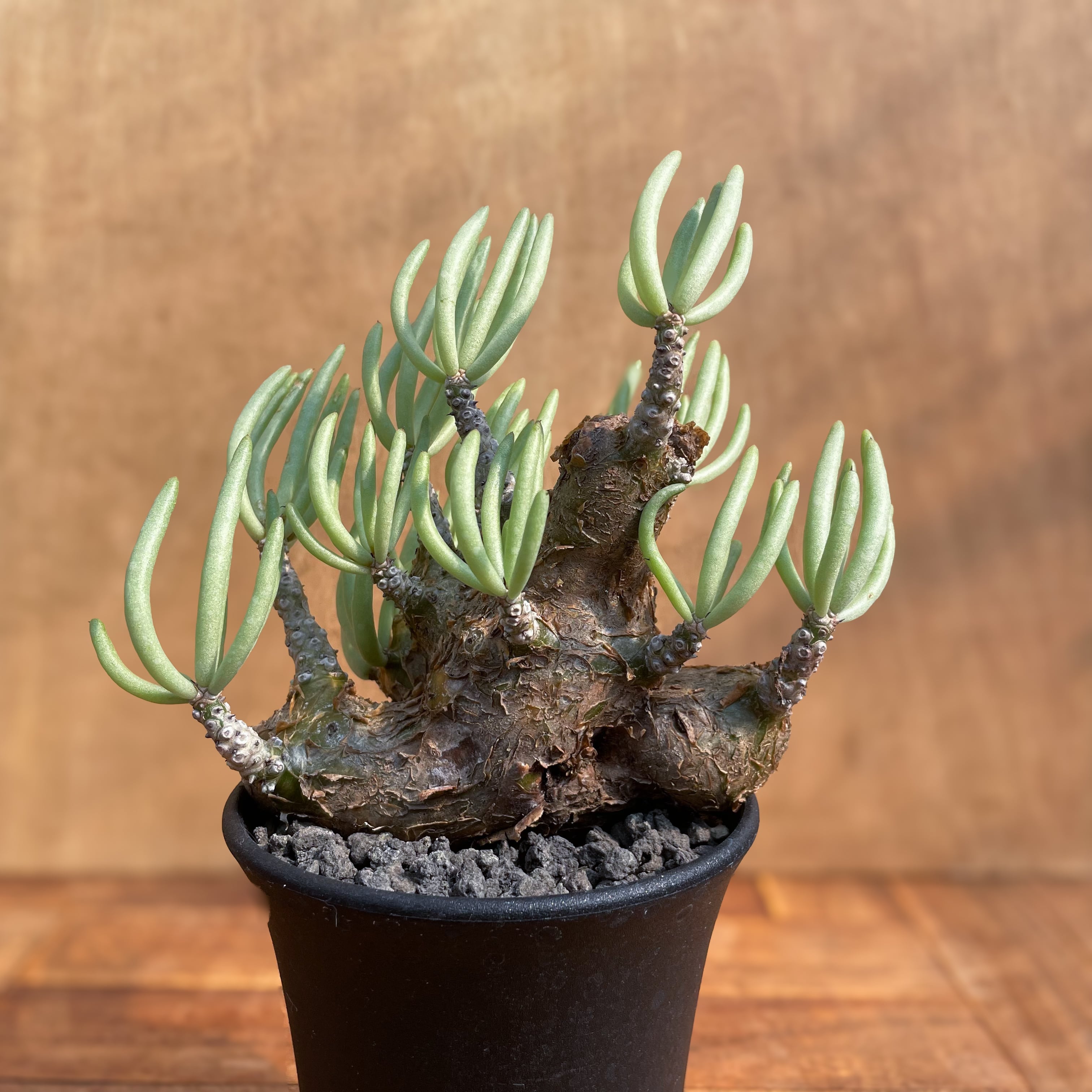 Tylecodon pearsonii【チレコドン・ペアルソニー】 | RIMO'S GREEN