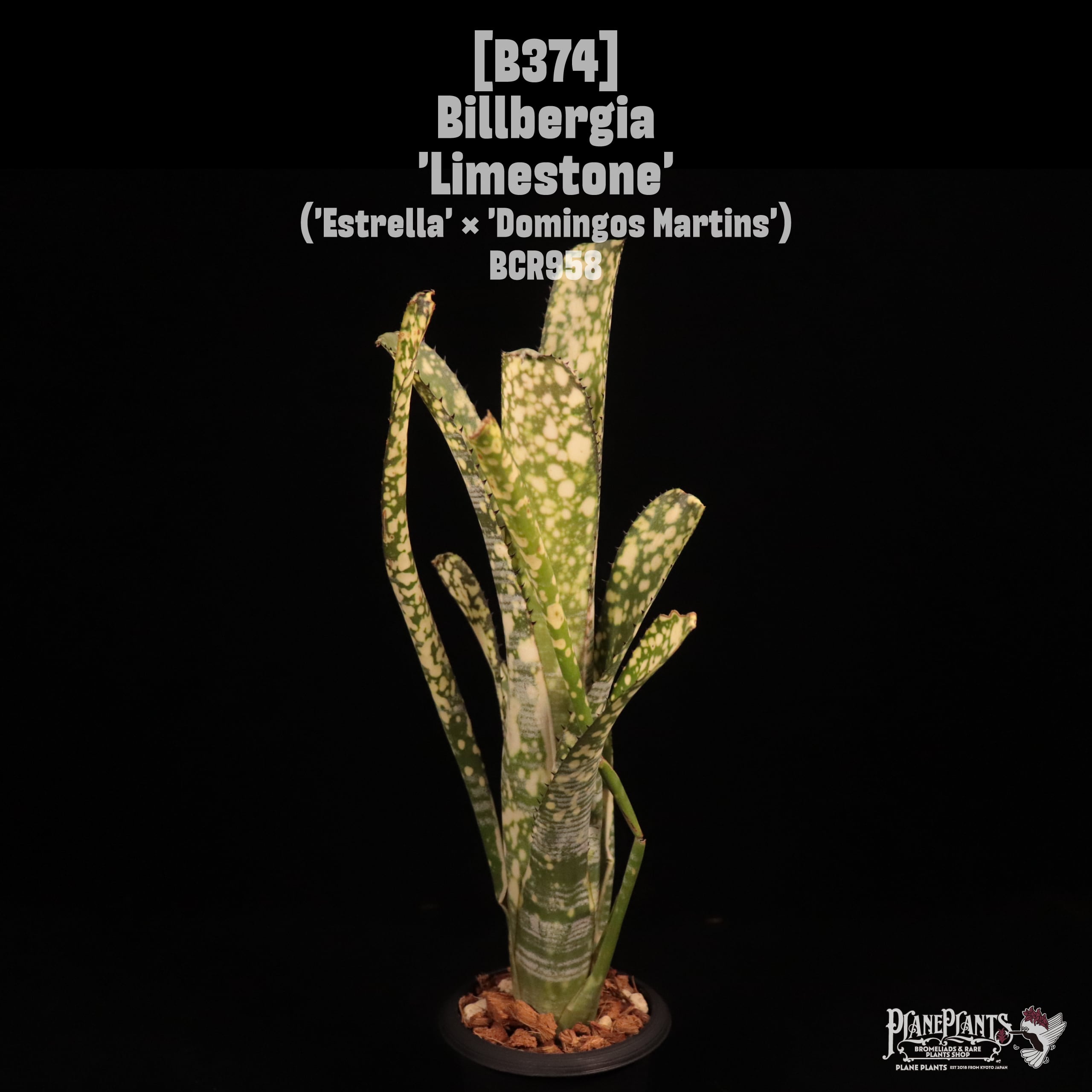 Jim Irvin Hybrid | plane plants