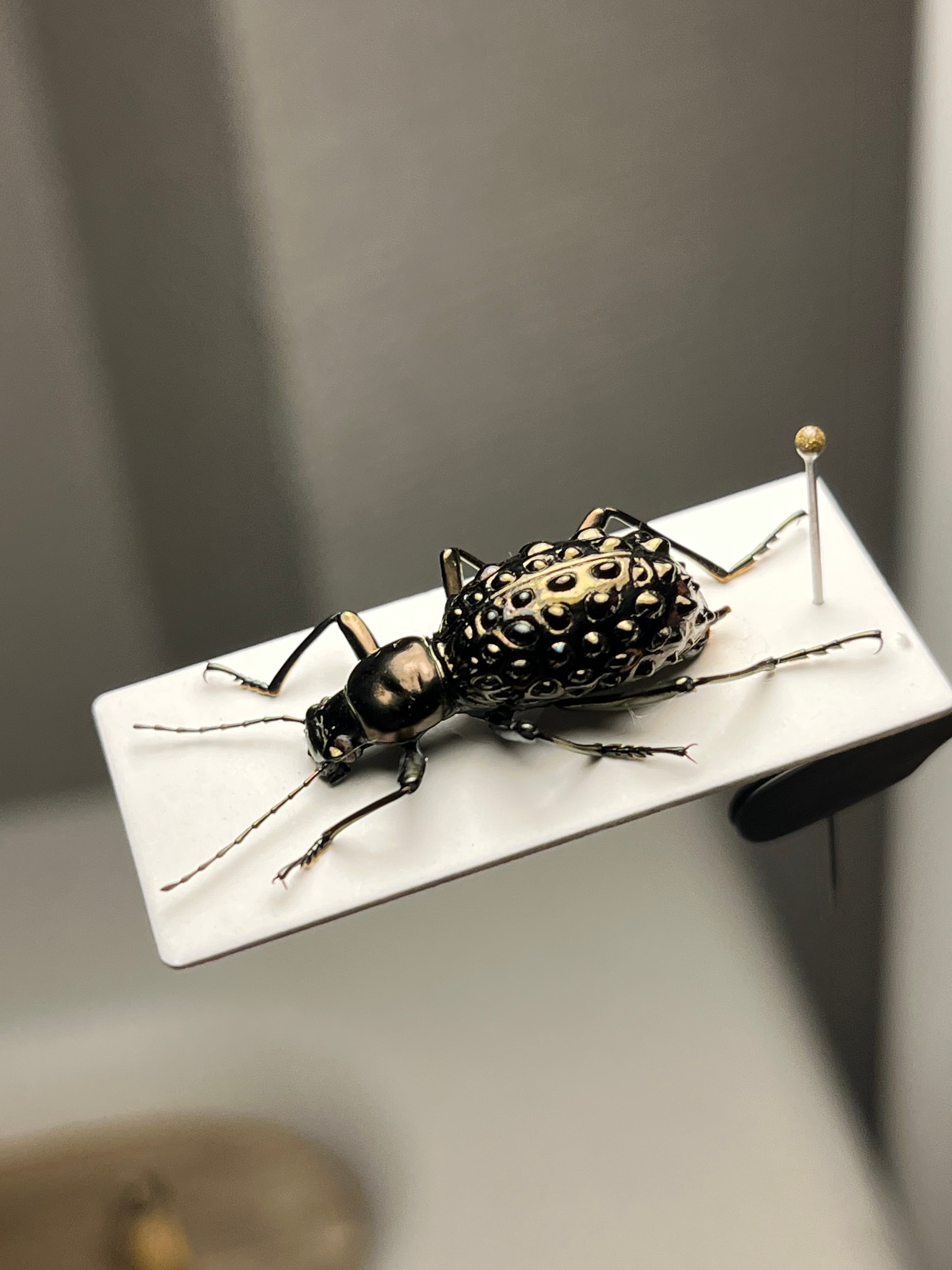 6mm】鉱物みたいなコブスジツノゴミムシダマシ 標本ゾウムシカミキリ