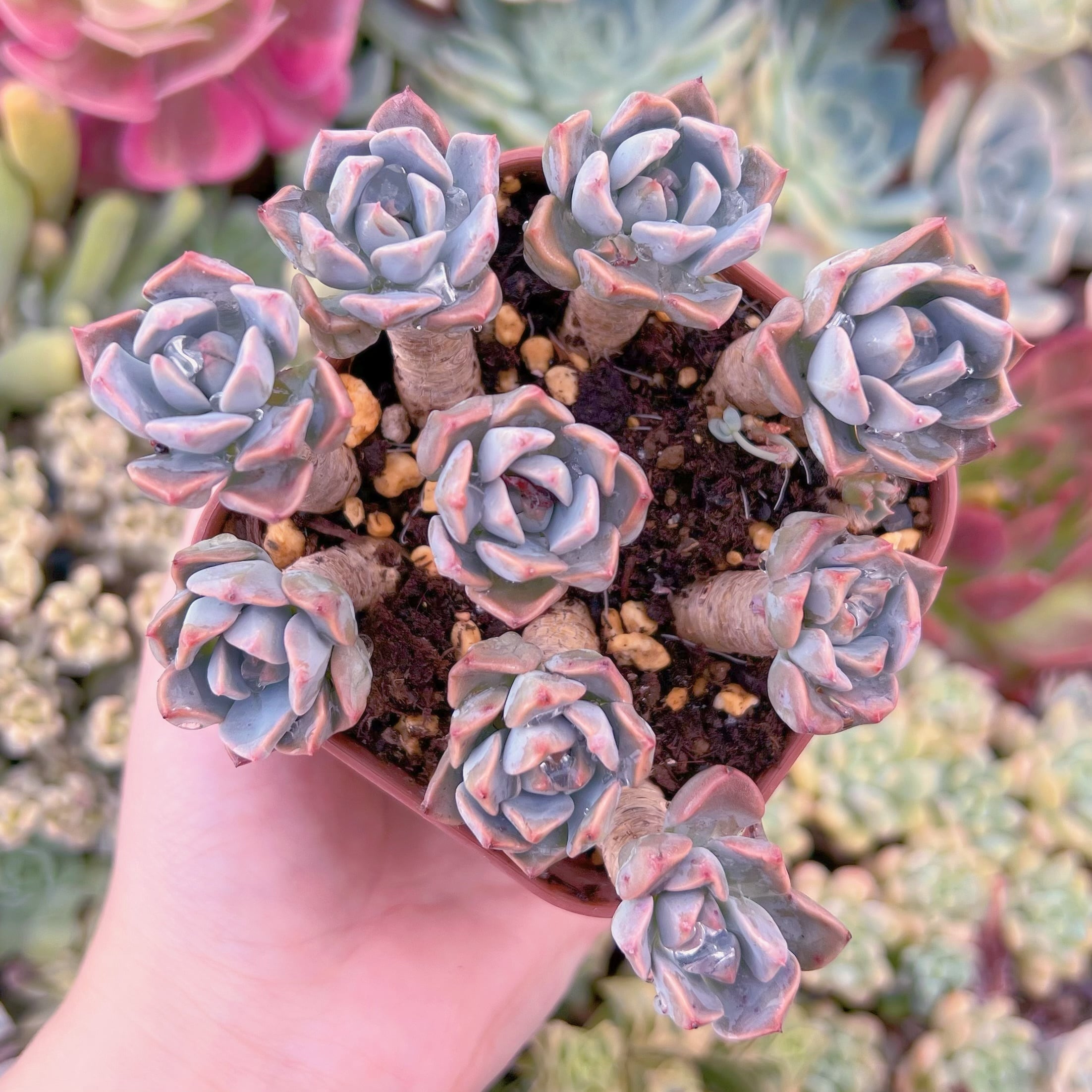 現品　Spotted Deer#678　るる農園