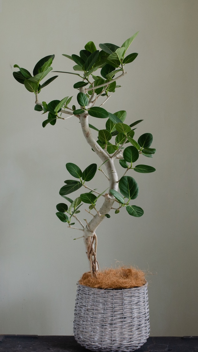 観葉植物  カゴ鉢付き￥15000〜