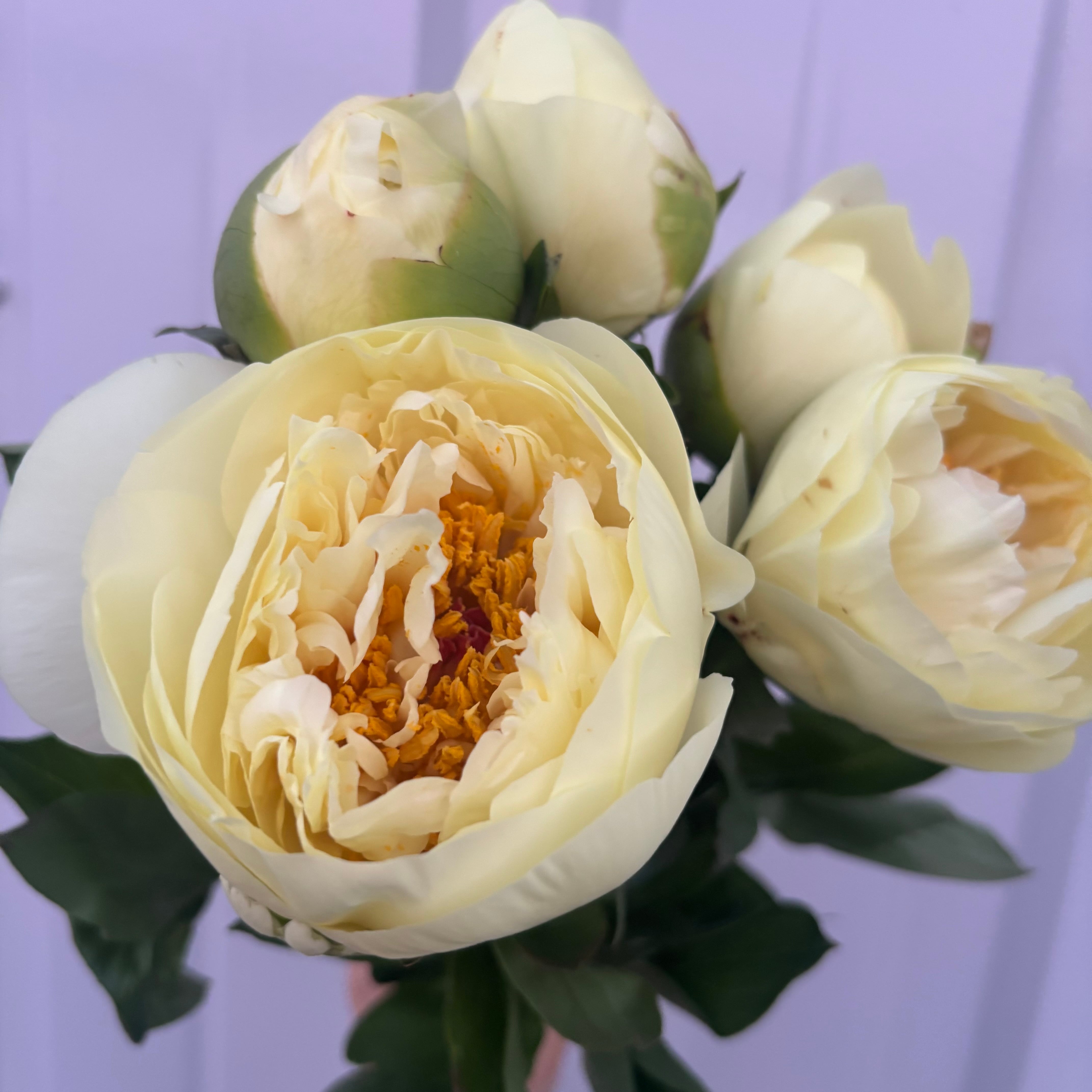 シャクヤク | 新鮮お花問屋 Jp-Farmers.com