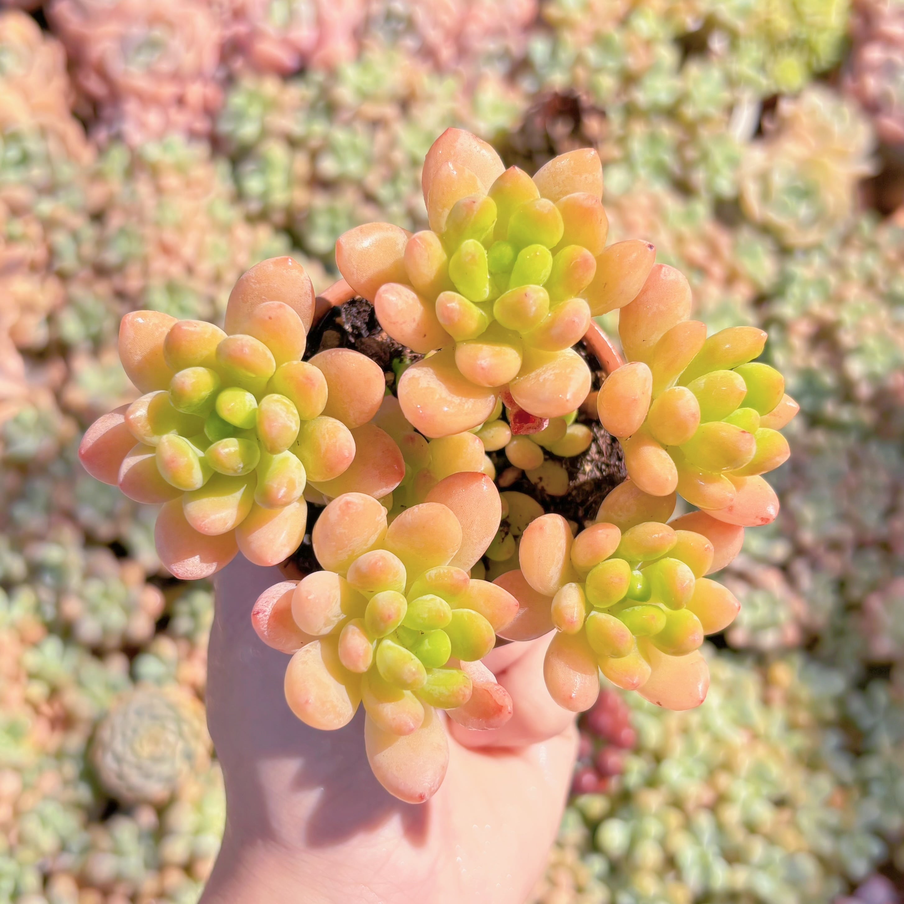 多肉植物　シャングリラ　群生　新入荷　るる農園