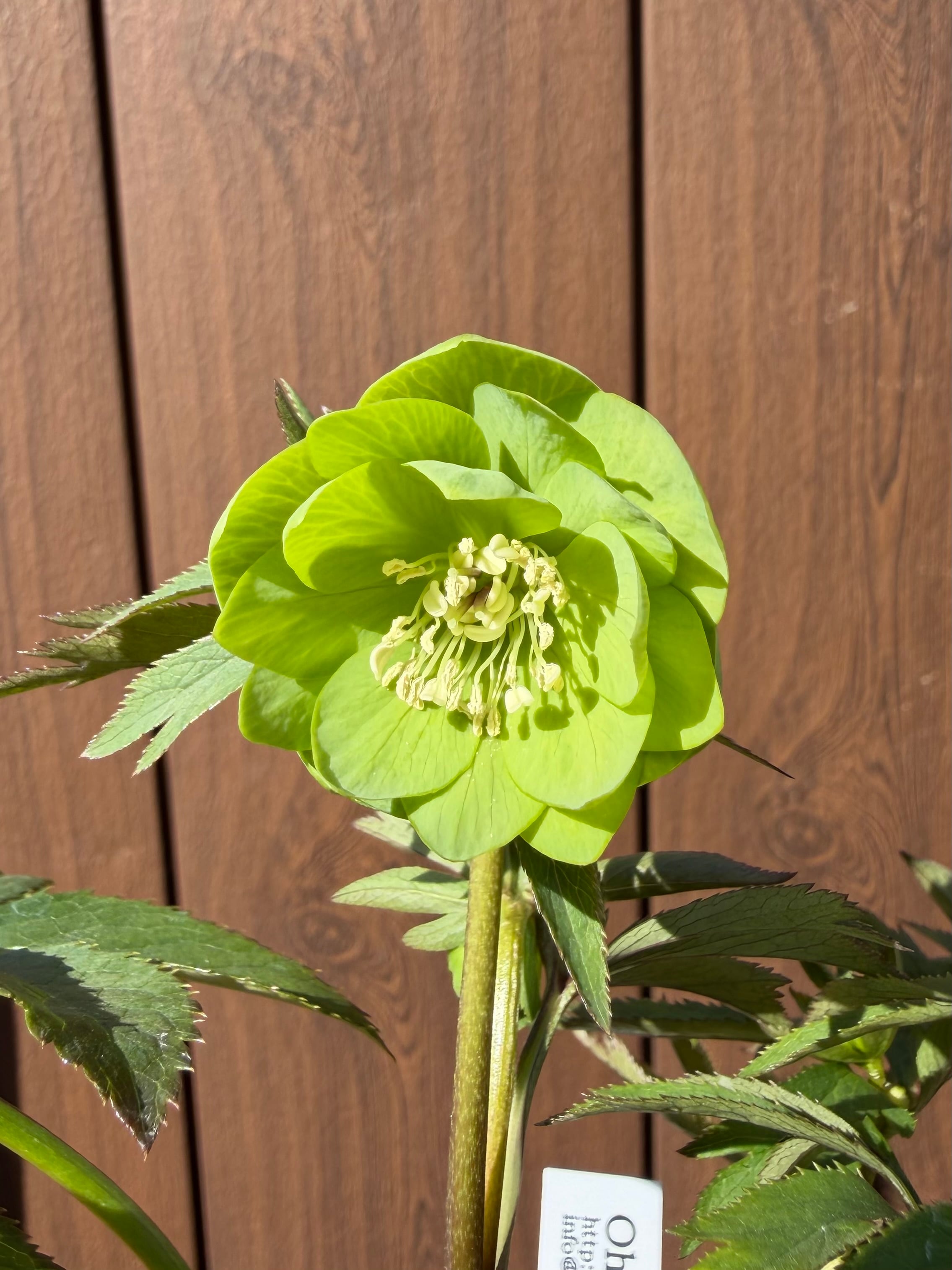 デュメ系dd 大木ナーサリー クリスマスローズ【Og22】送料無料