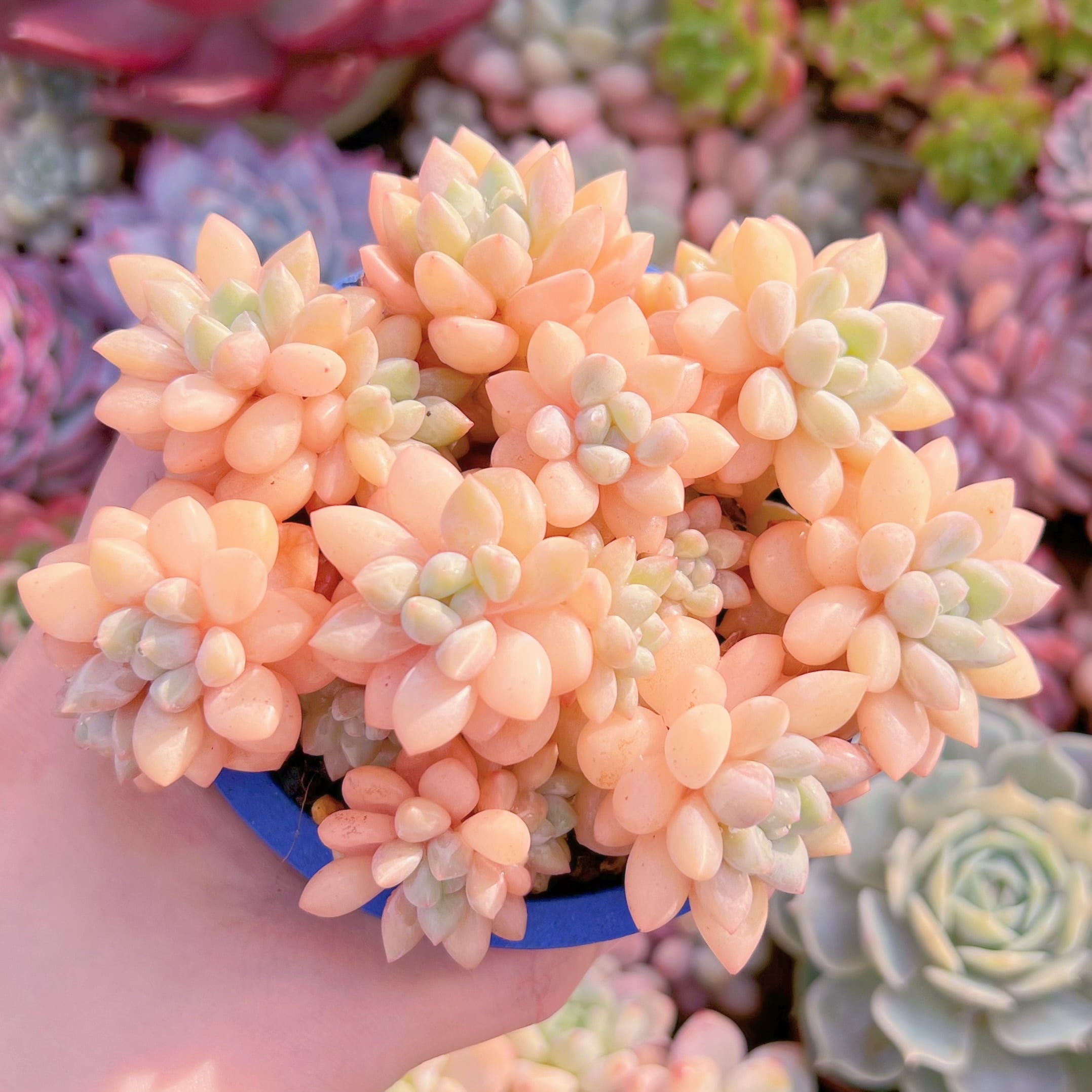 現品　ピンクパールsp#1132　るる農園