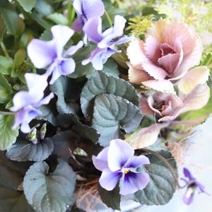 冬から春に楽しむ寄せ植え　北島ビオラとスミレとハボタンのシックな寄せ植え　届いてすぐ玄関に飾れる 　プレゼントにもオススメ　
