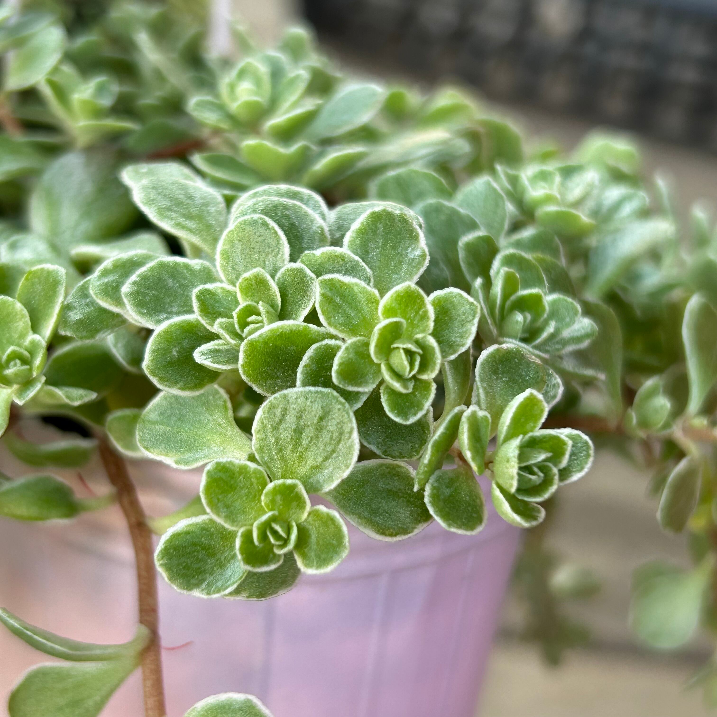 斑入り丸葉万年草 | RuPo 多肉植物専門店