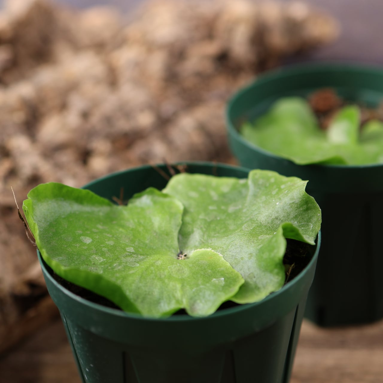 660『ビカクシダ コロナリウム』観葉植物【送料無料】 | MARX PLANTS