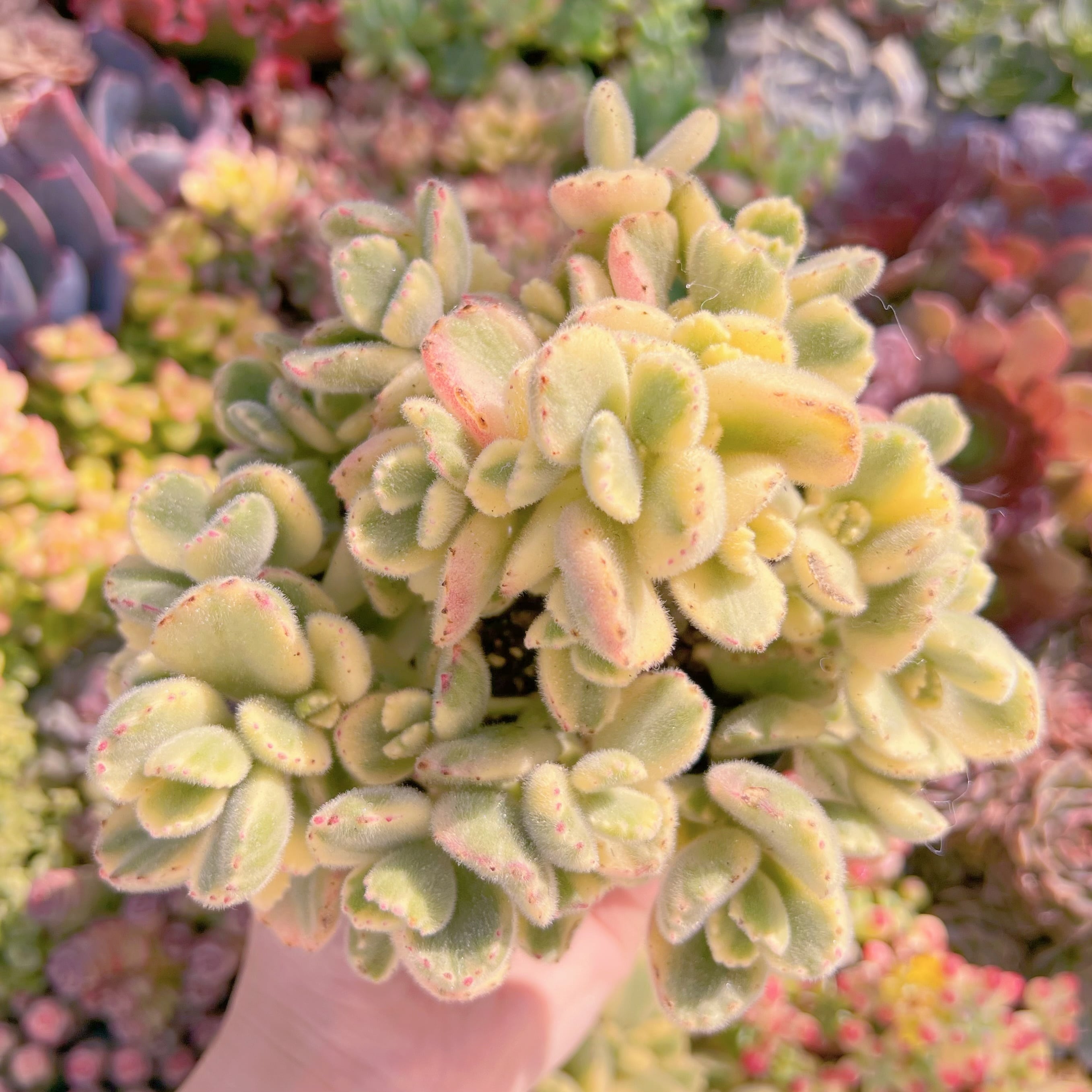 現品　白熊#M211　大群生　新入荷　るる農園