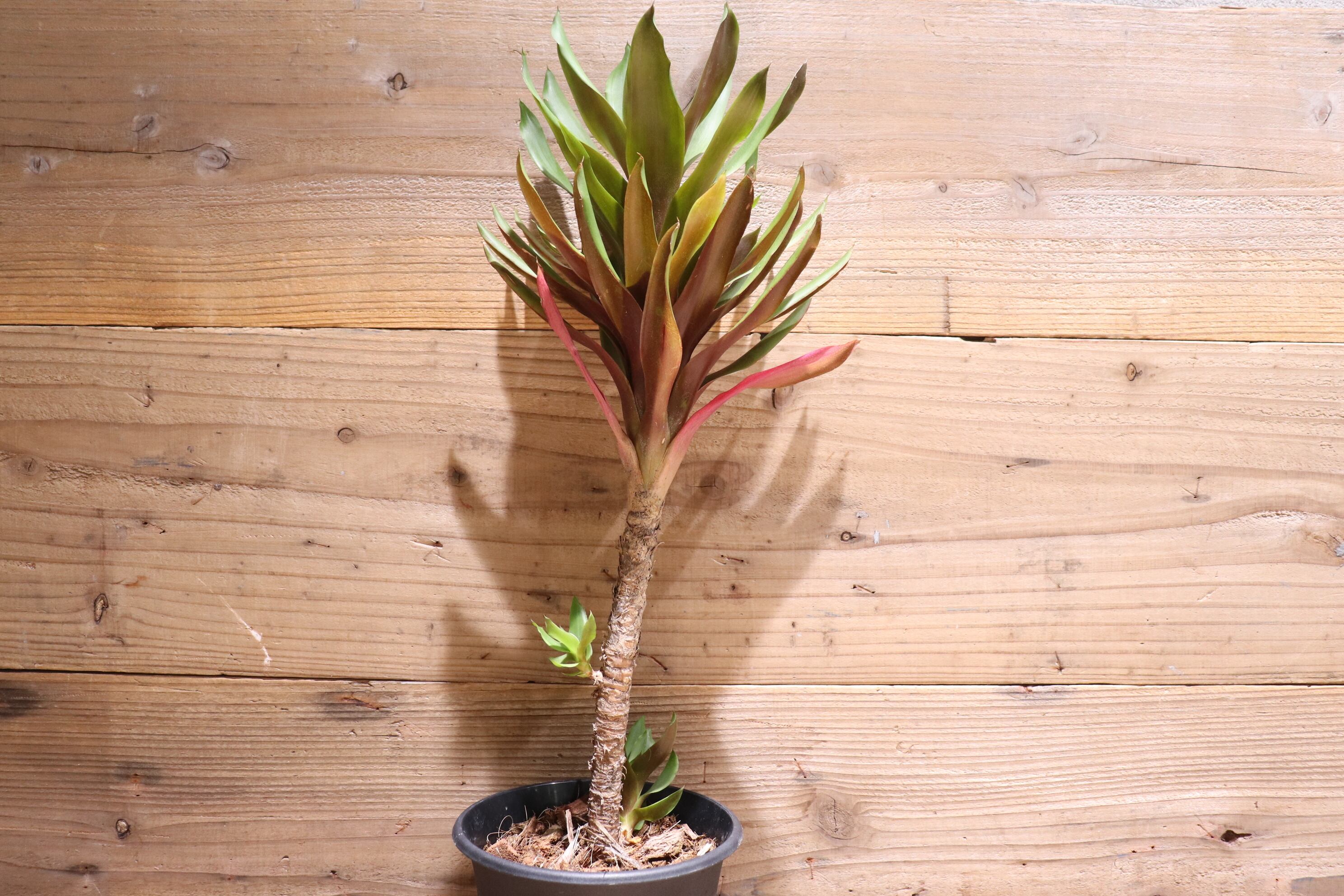 送料無料】Aechmea 'Stalker'〔エクメア〕現品発送A0052 | plane plants