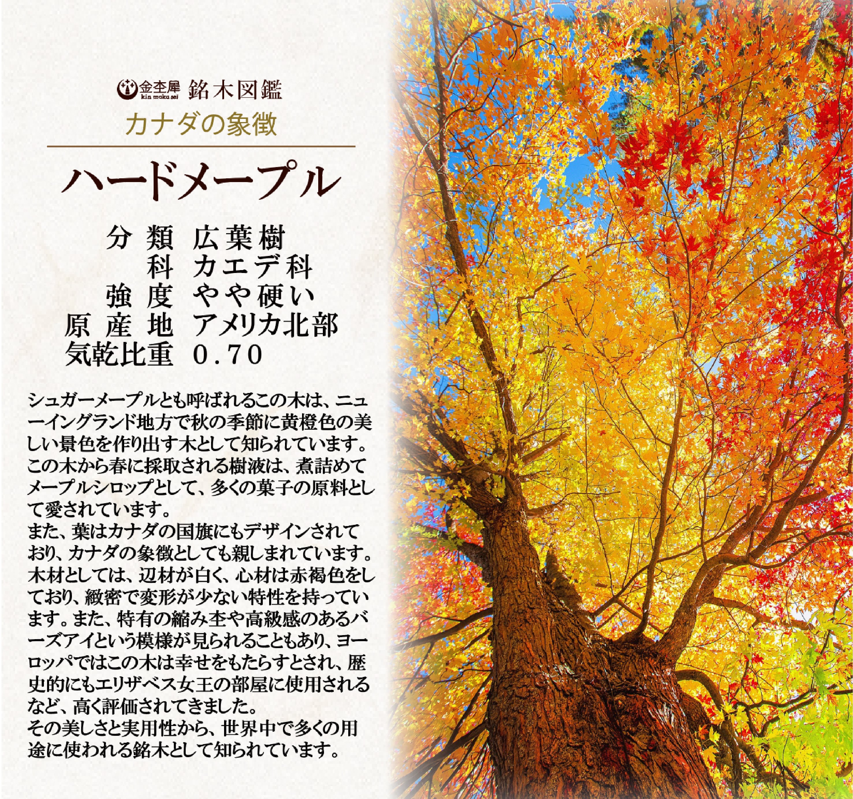 銘木定規 【カナダの象徴】 ハードメープル 受注生産品 15cm | 木軸