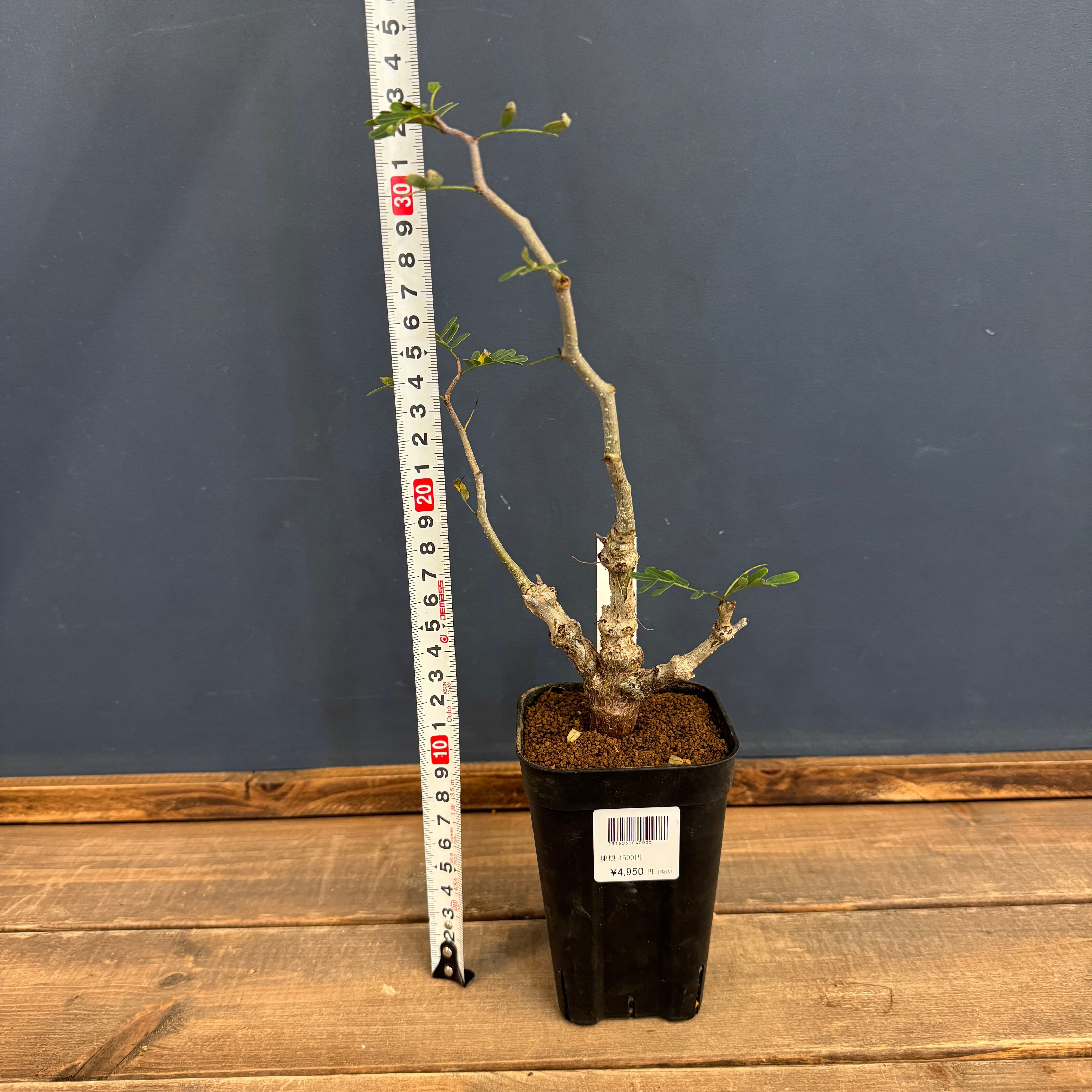 センナ メリディオナリス【150】 | PROTOLEAF プロトリーフ