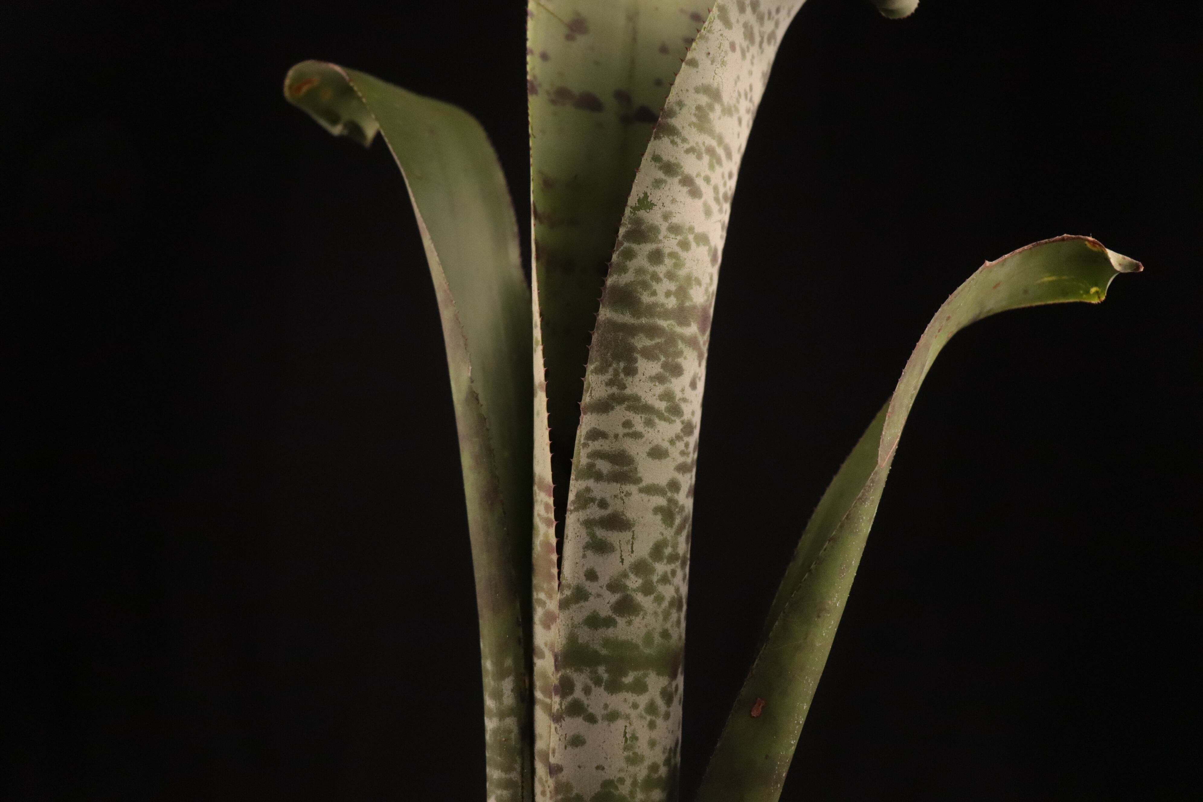 Quesnelia 'Tim Plowman'〔ケスネリア〕Q0030