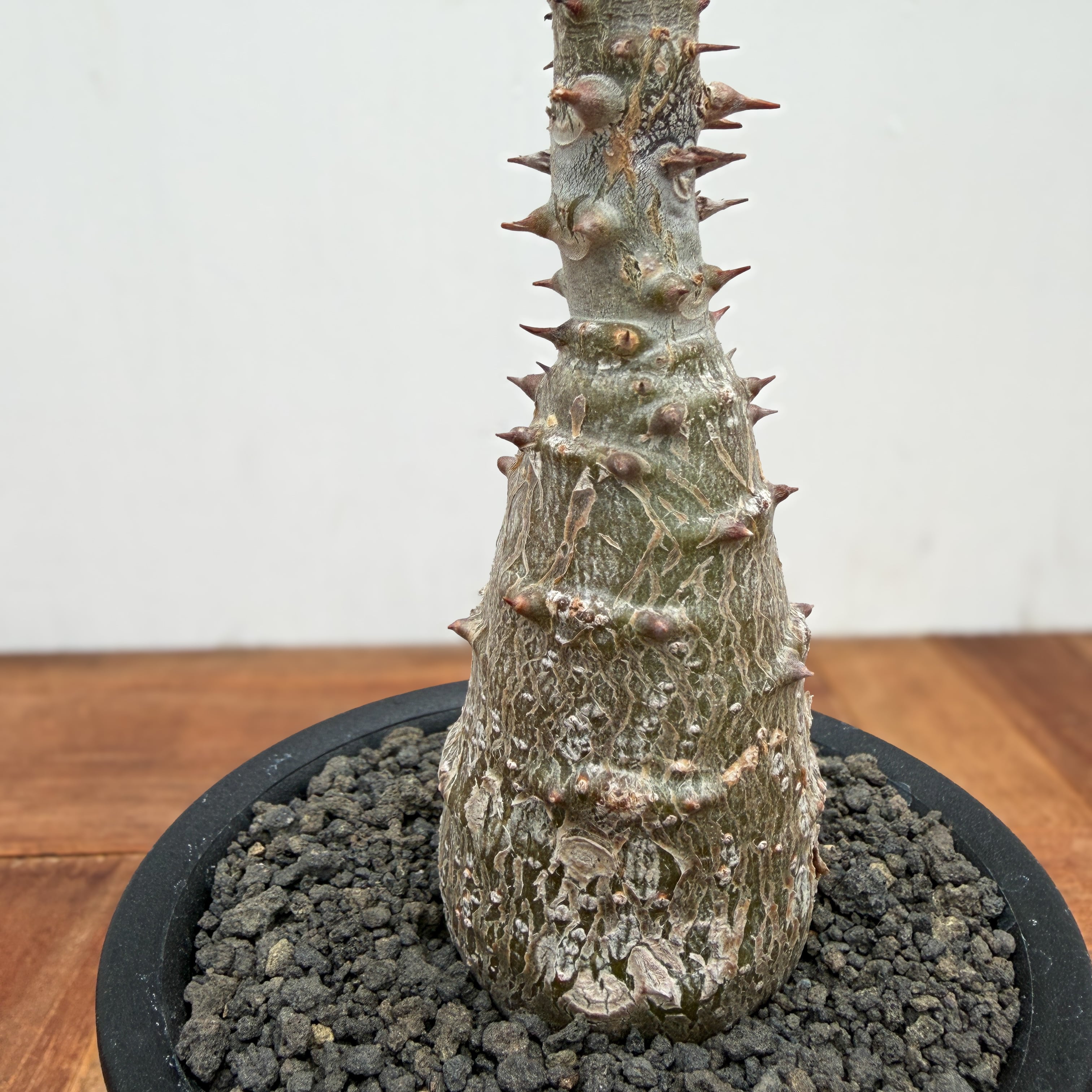 Pachypodium パキポディウム | 実生 ウィンゾリー windsorii
