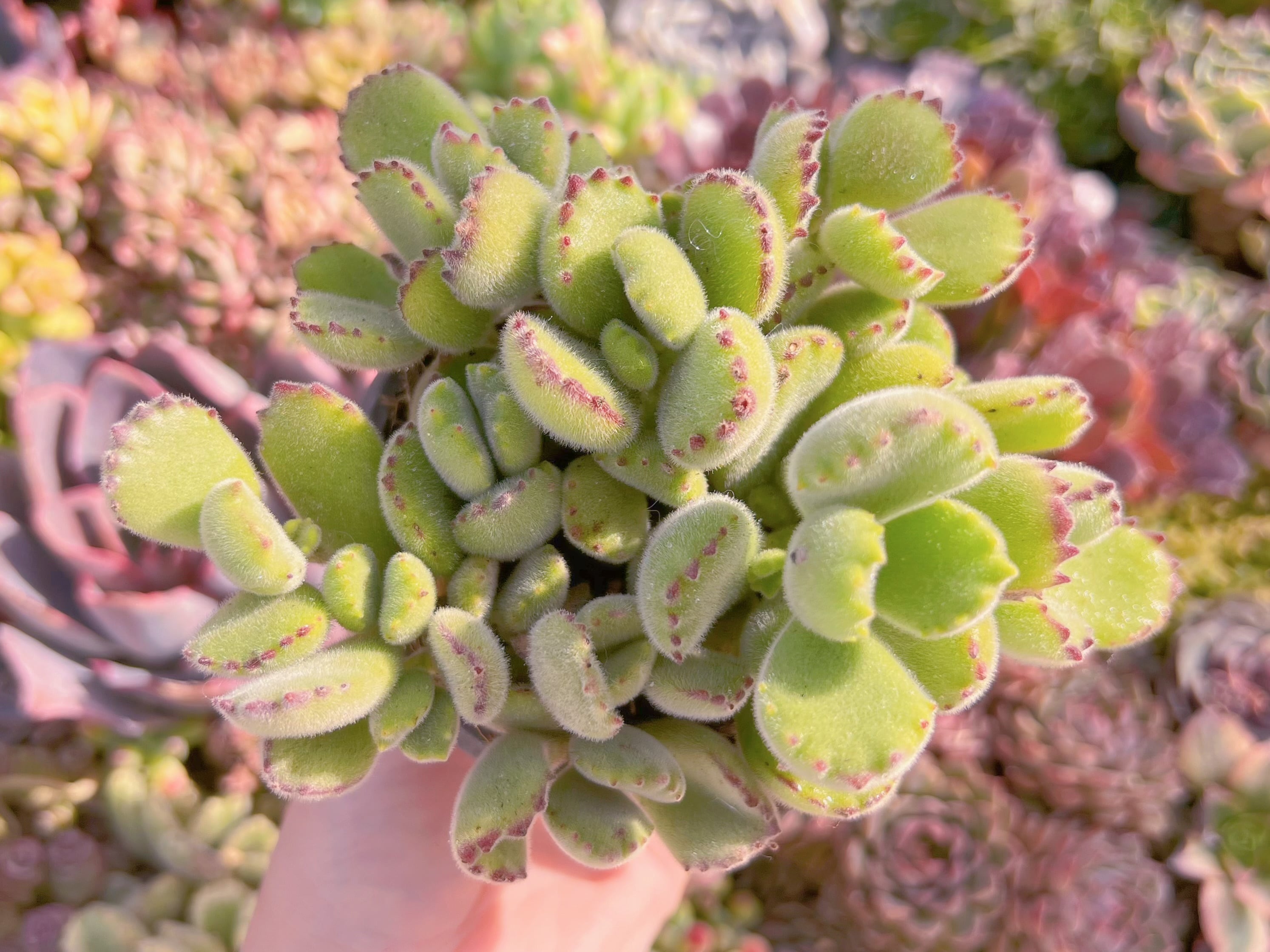 現品　熊童子#M171　るる農園