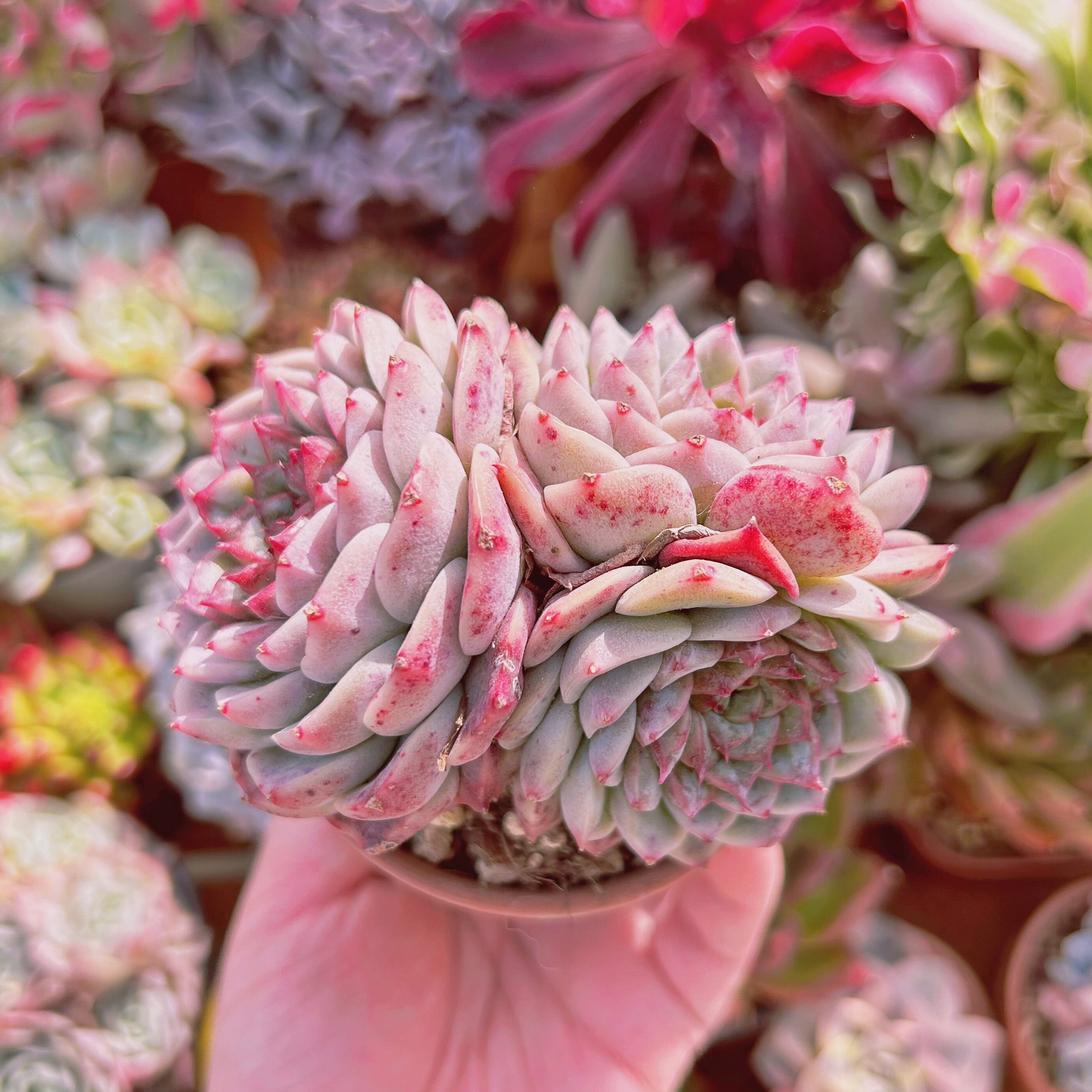 #237現物　多肉植物　ジャムハート　特大群生