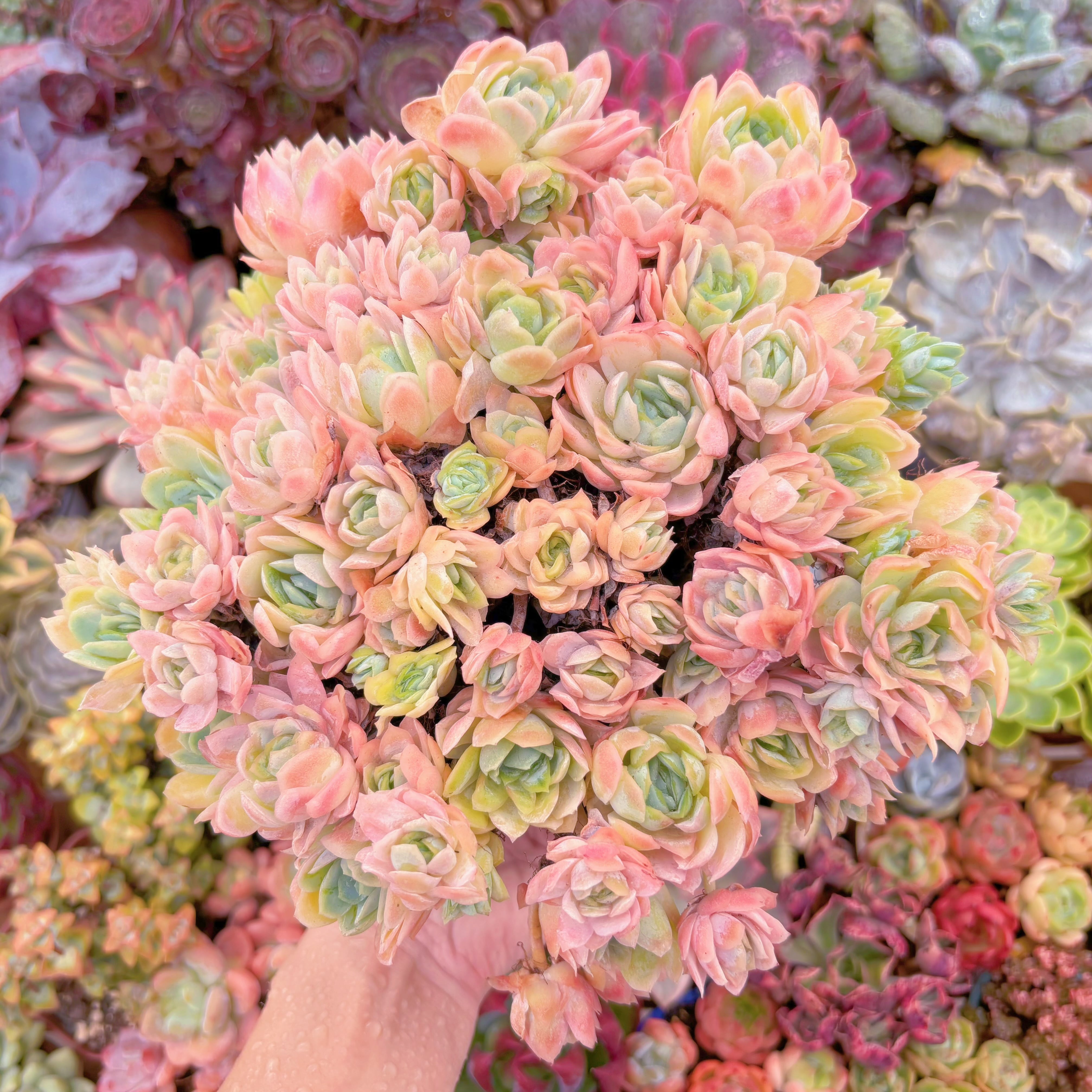 現品　クィーンローズ覆輪錦#B44　特大群生　るる農園