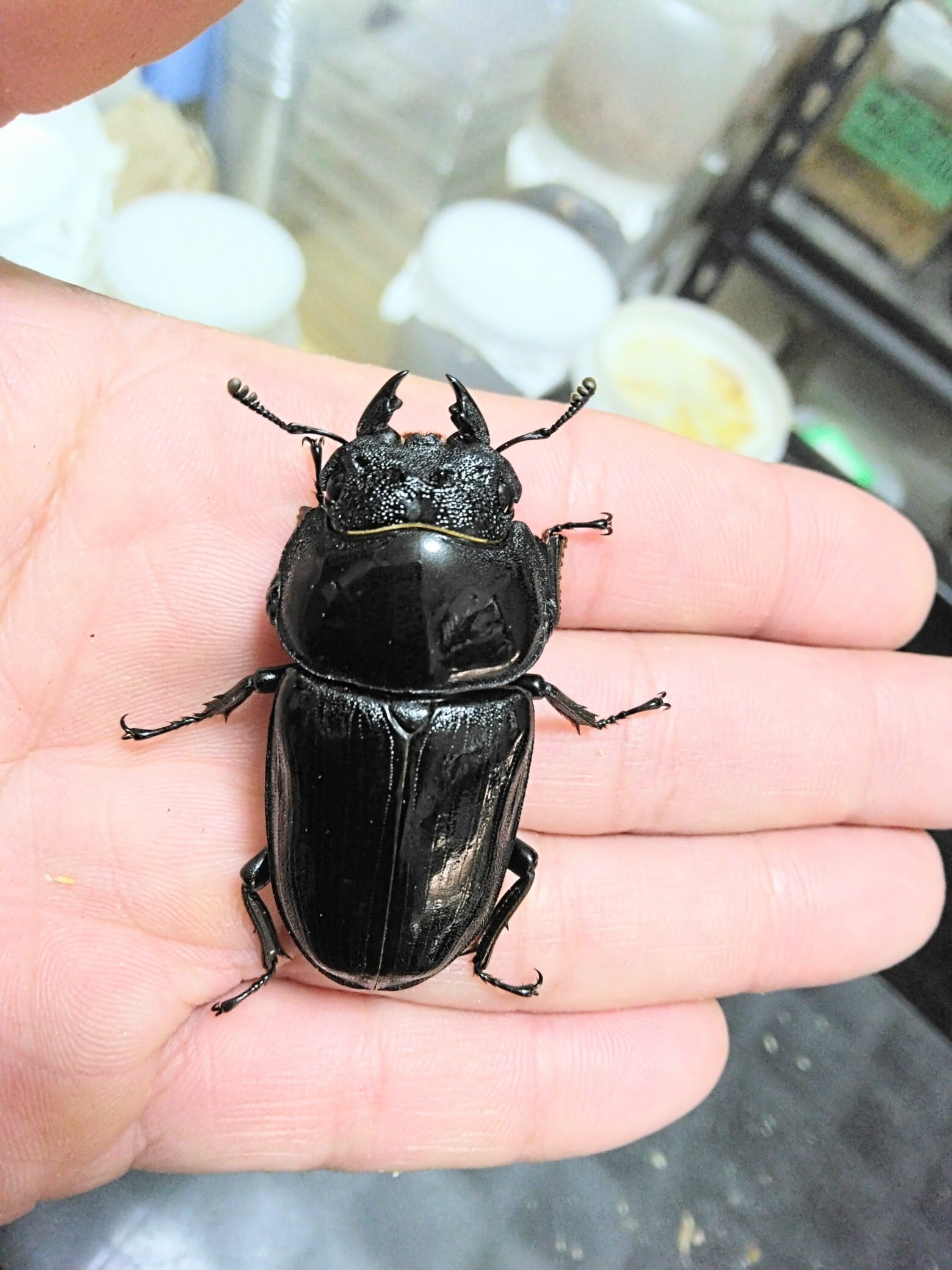 能勢YG血統♂86㎜（88.4㎜同腹）♀55㎜ペア ♂86.7mm(