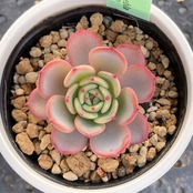 【現物商品】ECHEVERIA secunda,Puebla　原種 実生苗