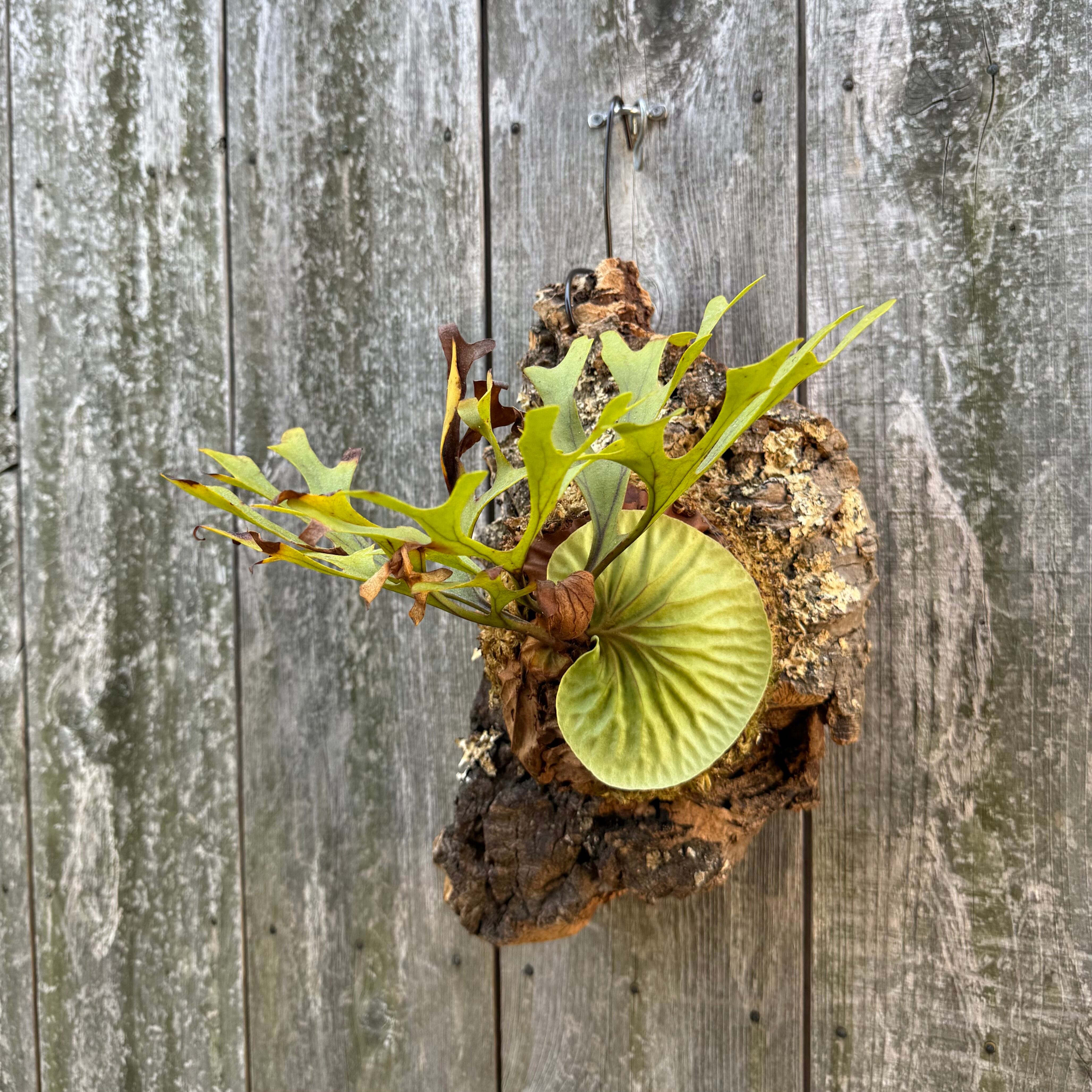 P.ridleyi wild | naturefix
