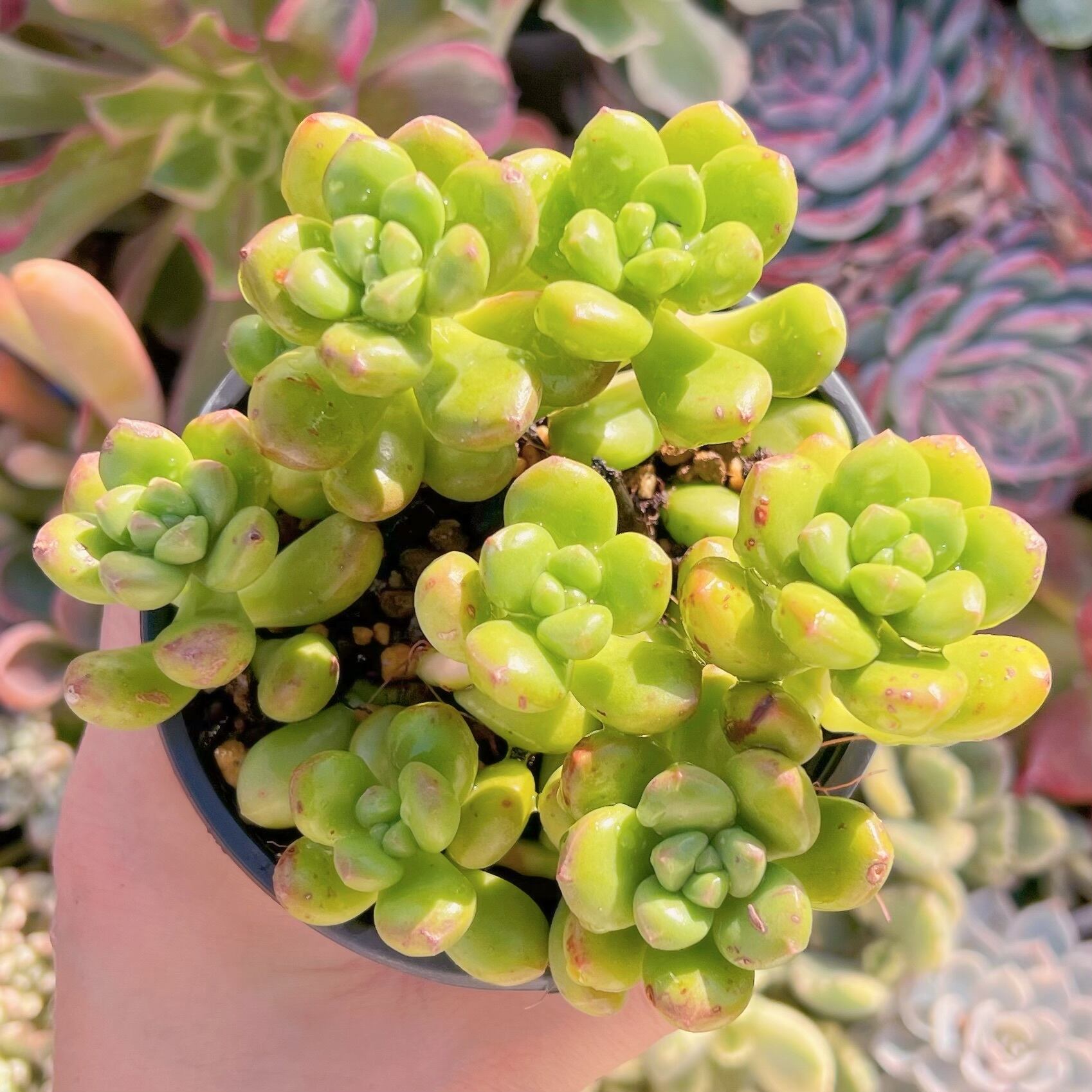 現品　丸葉松の緑#764   るる農園