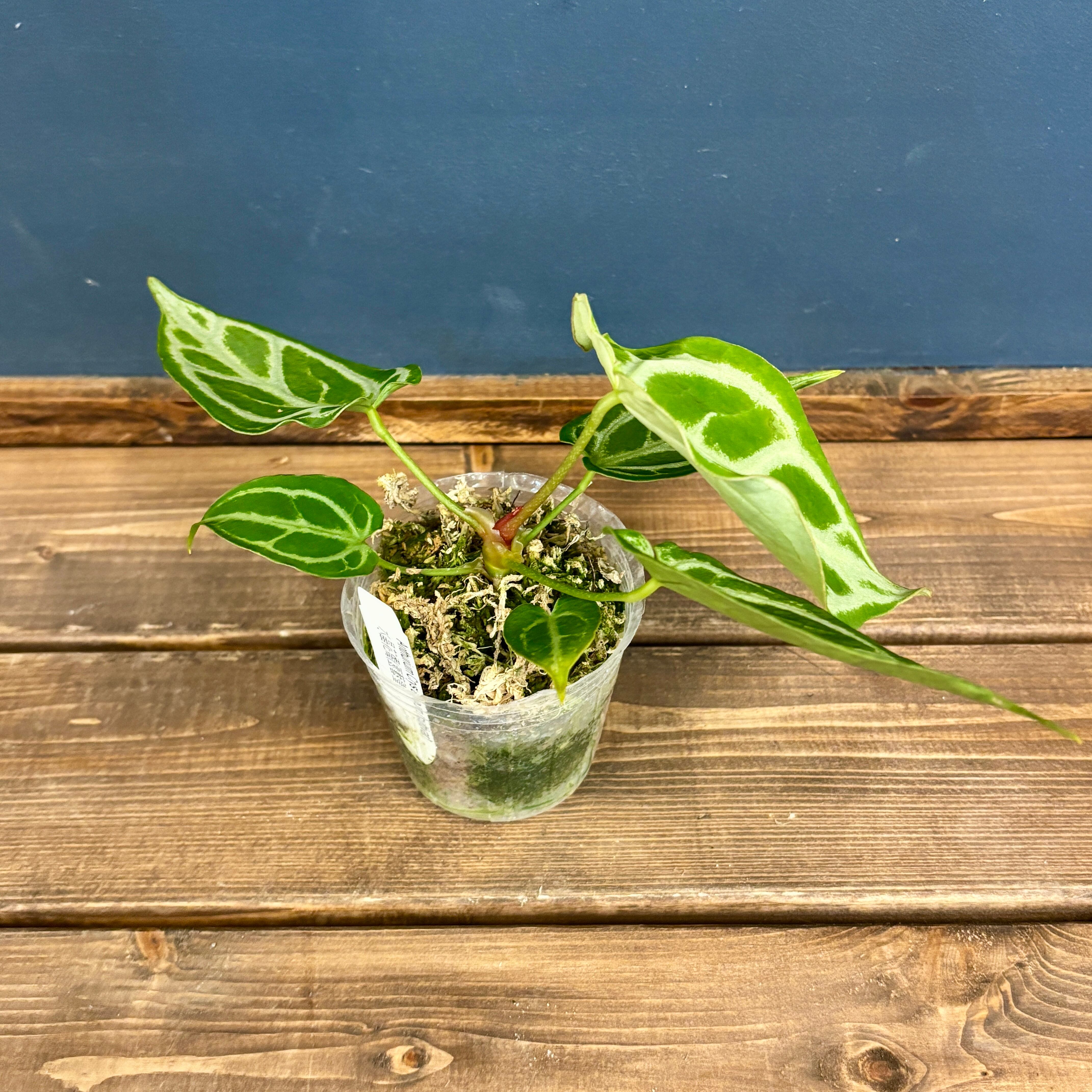 BASE先行販売】アンスリウム クリスタリナム 'cultivar'【187 BASE先行販売】アンスリウム クリスタリナム 'cultivar'【187