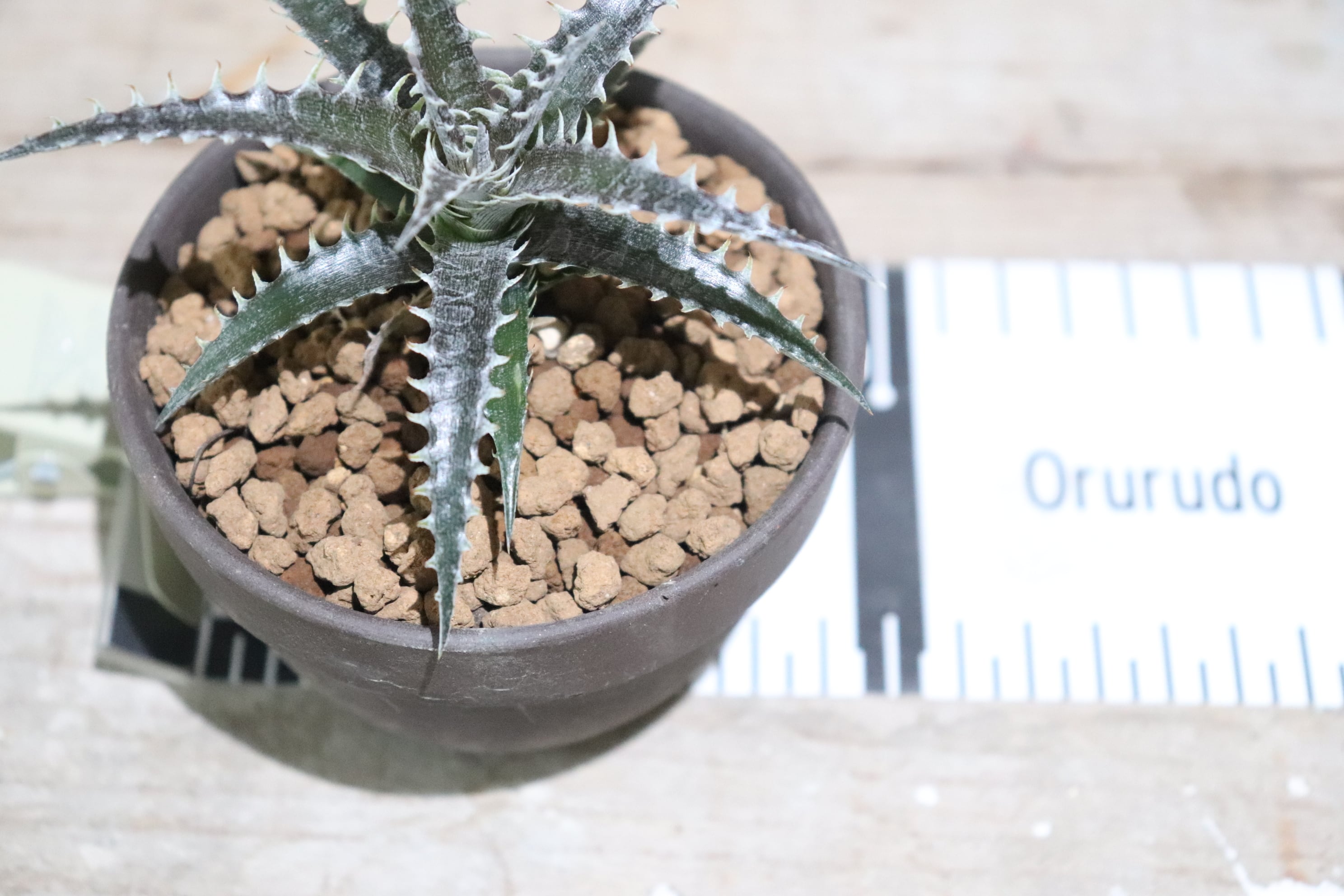 送料無料】'White Whiskers' x ('Brittle Star' F3 x goehringii