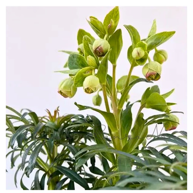 クリスマスローズ：フェチダス（3号）：杉山交配 原種クリスマスローズ　宿根草　多年草　小花　