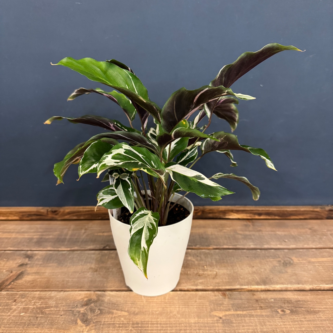 カラテア ホワイトフュージョン【887】