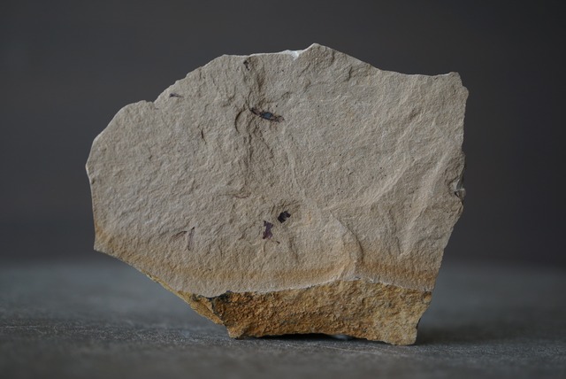 メタセコイア化石 Metasequoia sp. 1510