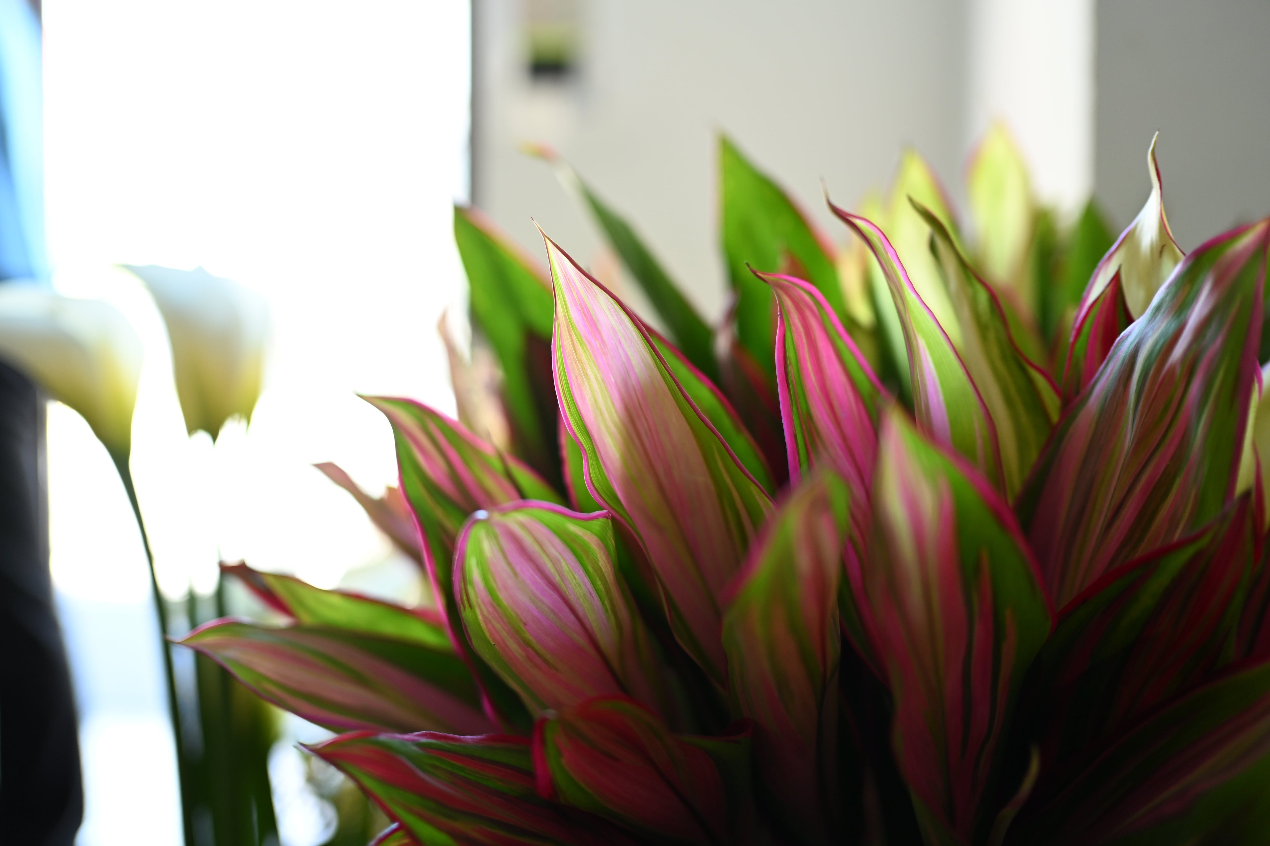 〈写真〉WORKSHOP #12｜2026.04.25 Sat. 開催 "レベル不問！季節の花と楽しむ写真レッスン"