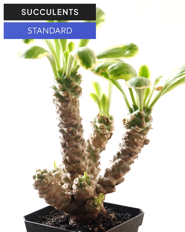発根済カット苗 ユーフォルビア ポイゾニー錦 XL 7頭群生 自根 Euphorbia poissonii f.variegata