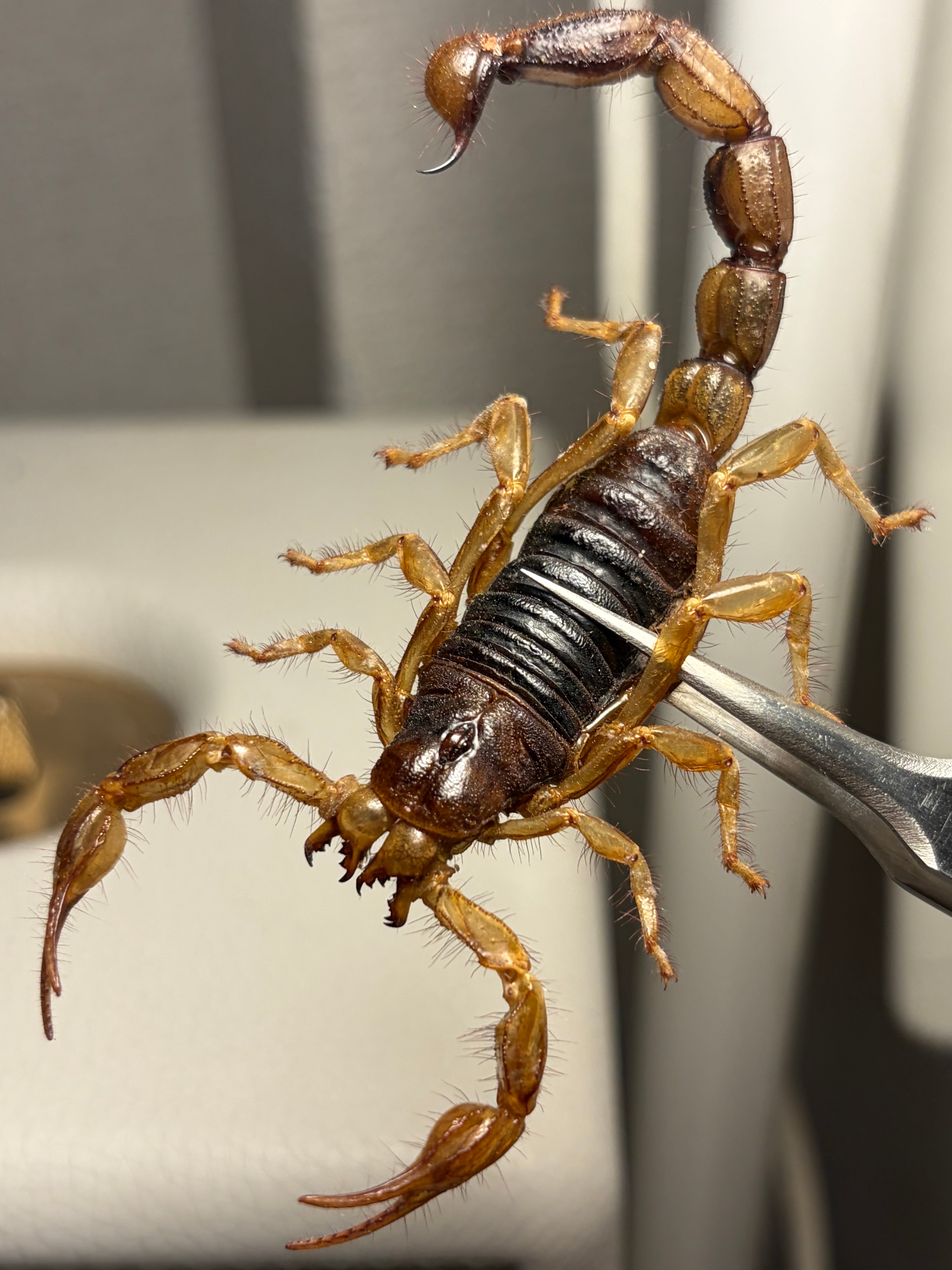 蠍 | オモニキチュウ