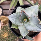Agave oteroi【アガベ・オテロイ・実生】