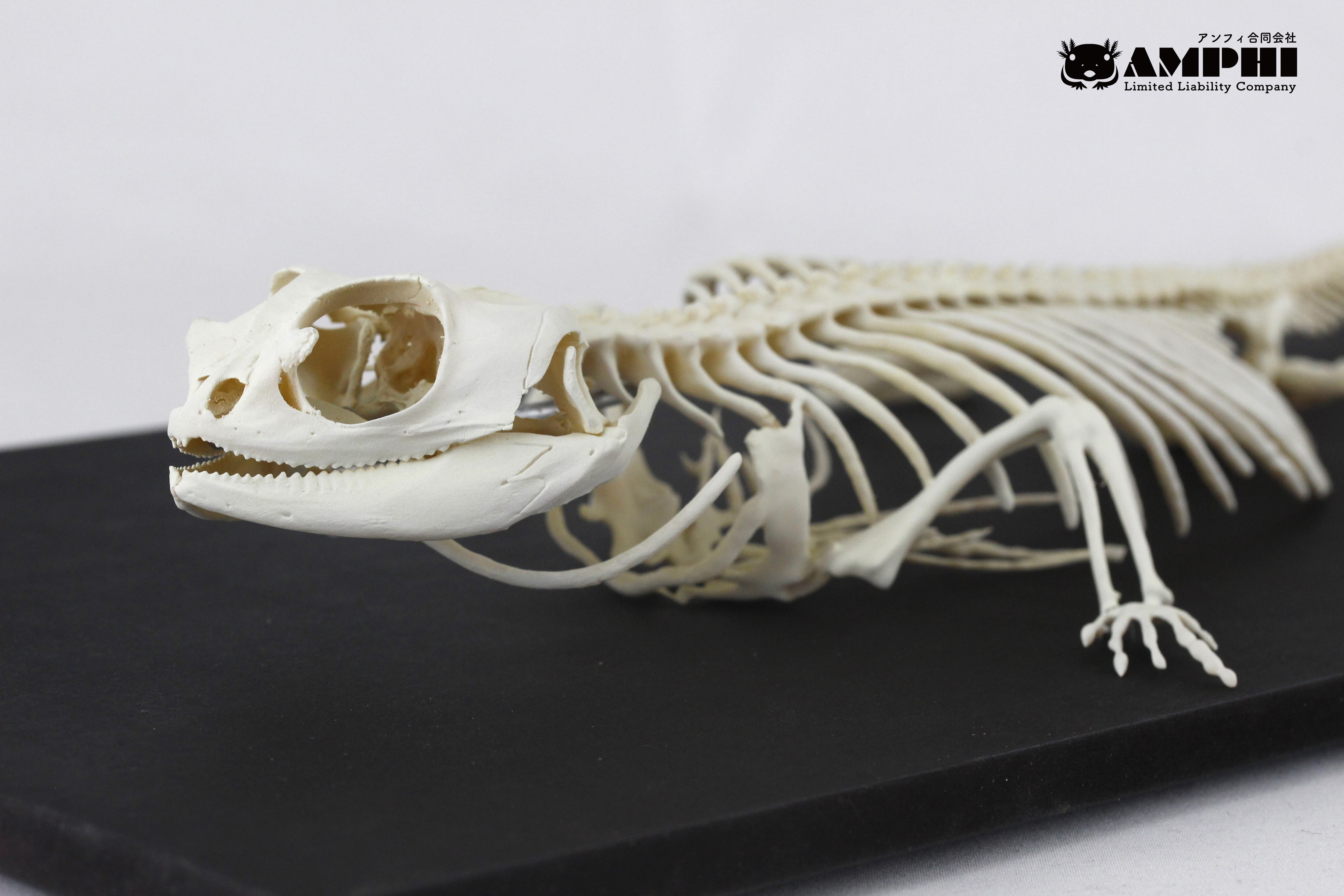 フトアゴヒゲトカゲ 原寸大全身骨格レプリカ bearded dragon, Full 