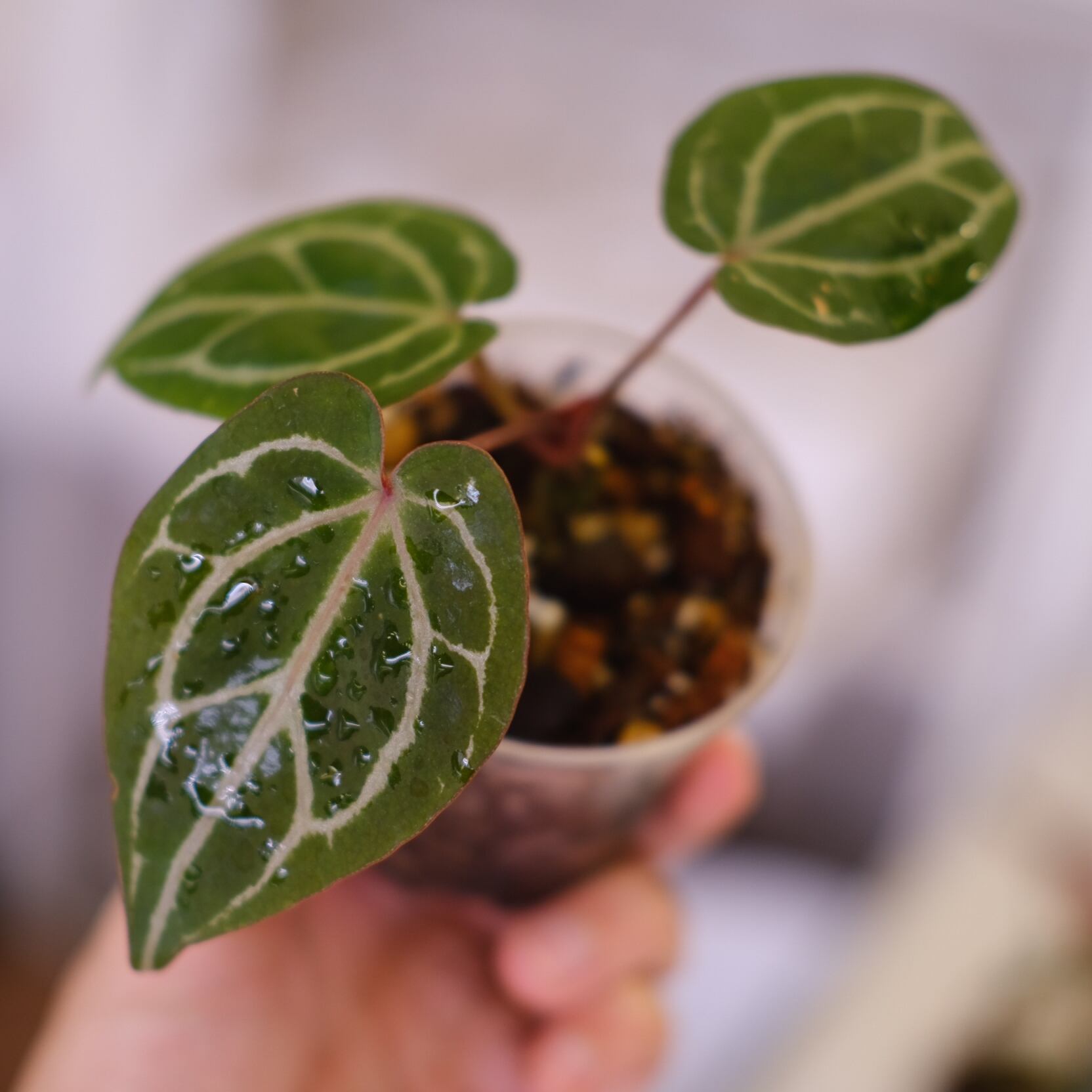 Anthurium.Zara Michelle #4 × A.Zara Michelle #2 / アンスリウム