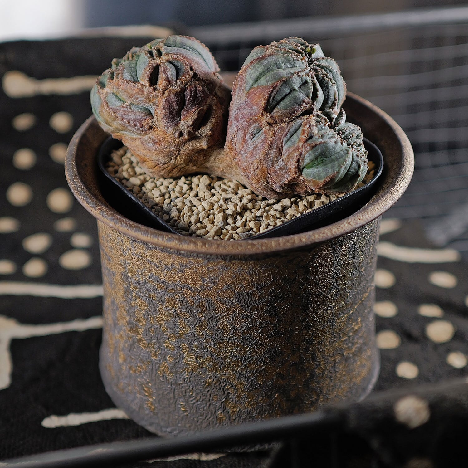 か*き様 B14253★オークション販売★ユーフォルビア 極上モンスト株！ 大特 か*き様 B14253☆オークション販売☆ユーフォルビア 極上モンスト株