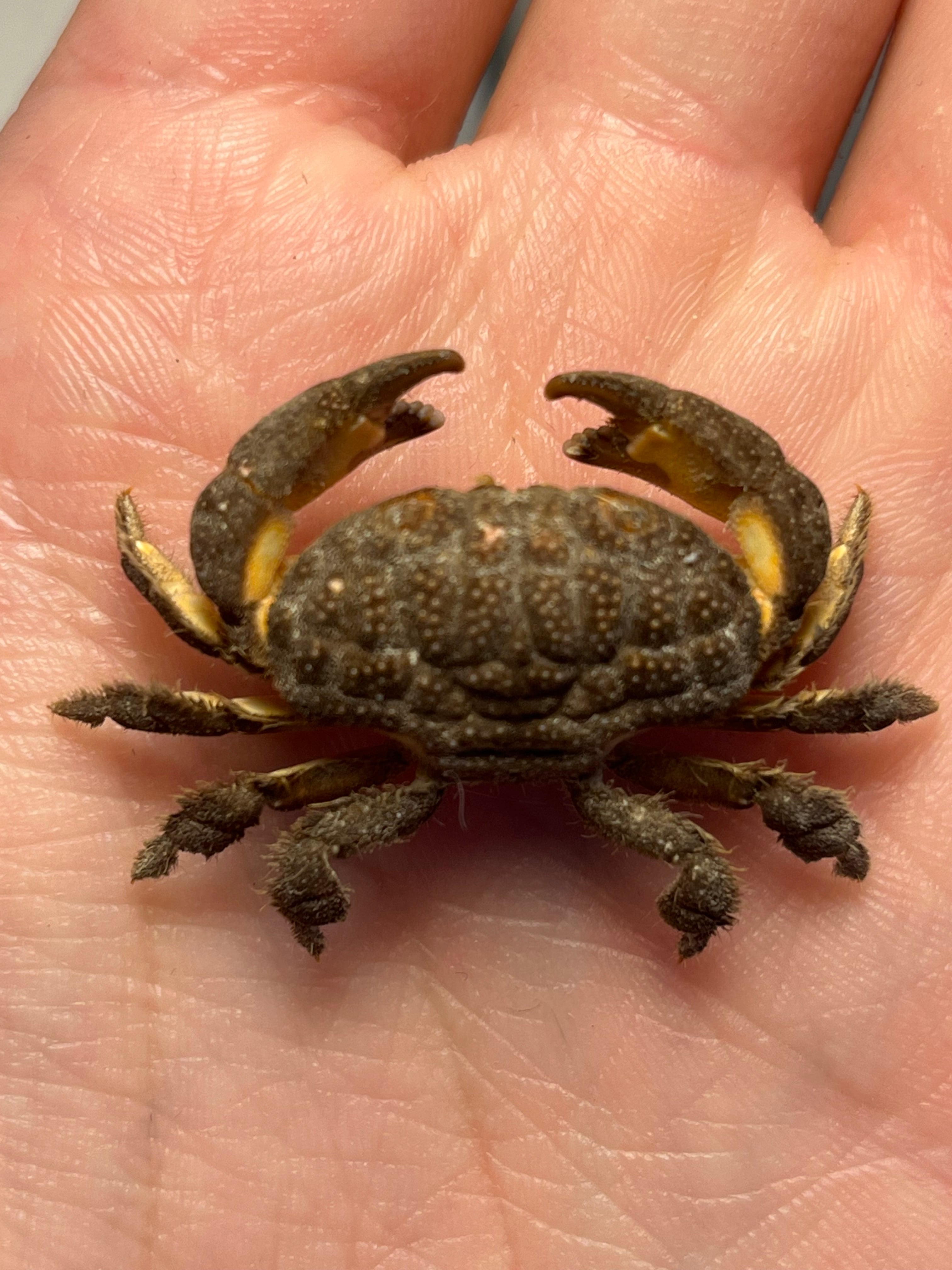 有毒蟹標本】ツブトゲオウギガニ 標本蟹甲殻類エビ蝦蛄タランチュラ