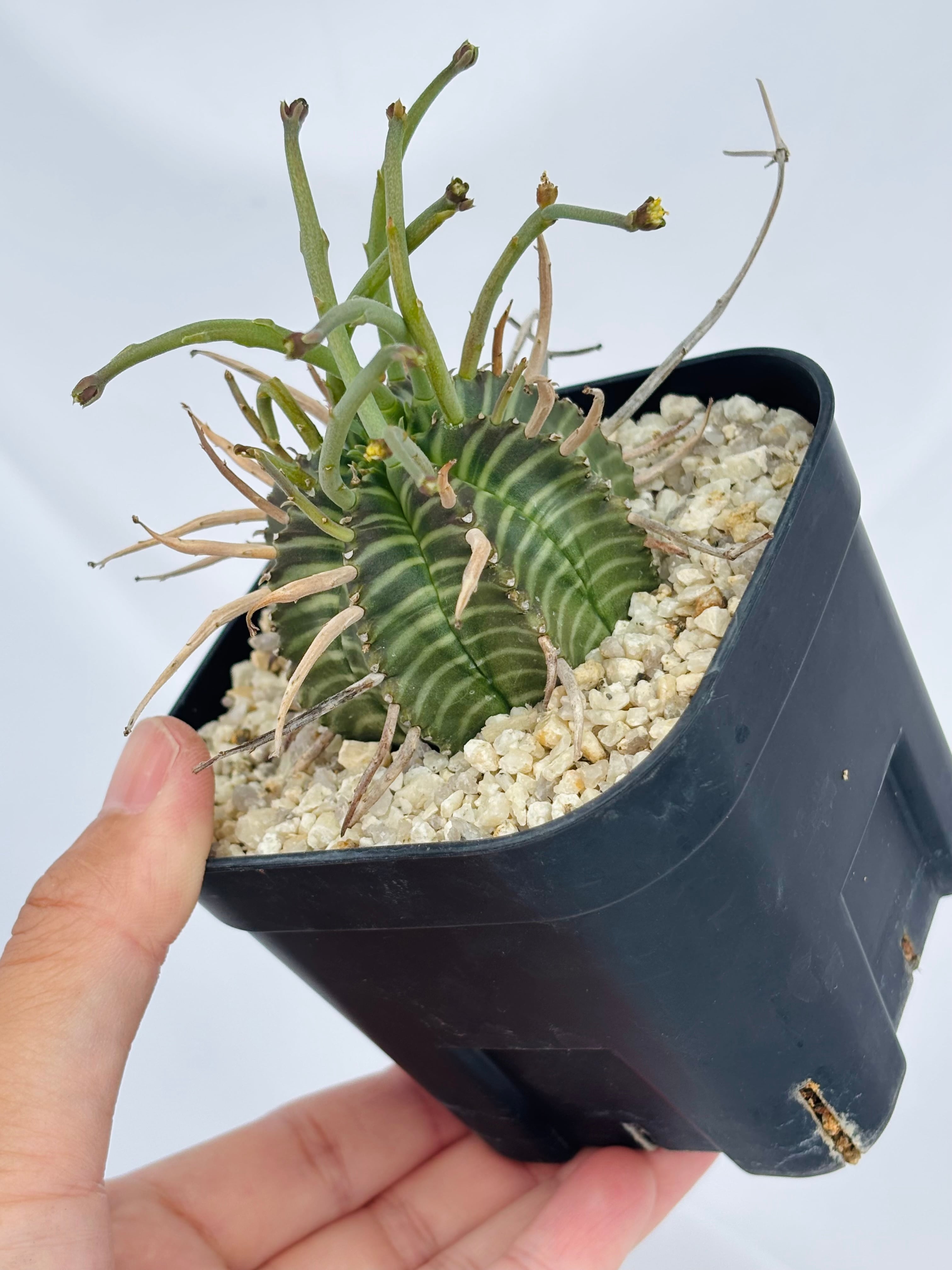 Euphorbia valida ユーフォルビア スーパーバリダ 多肉植物 | plants
