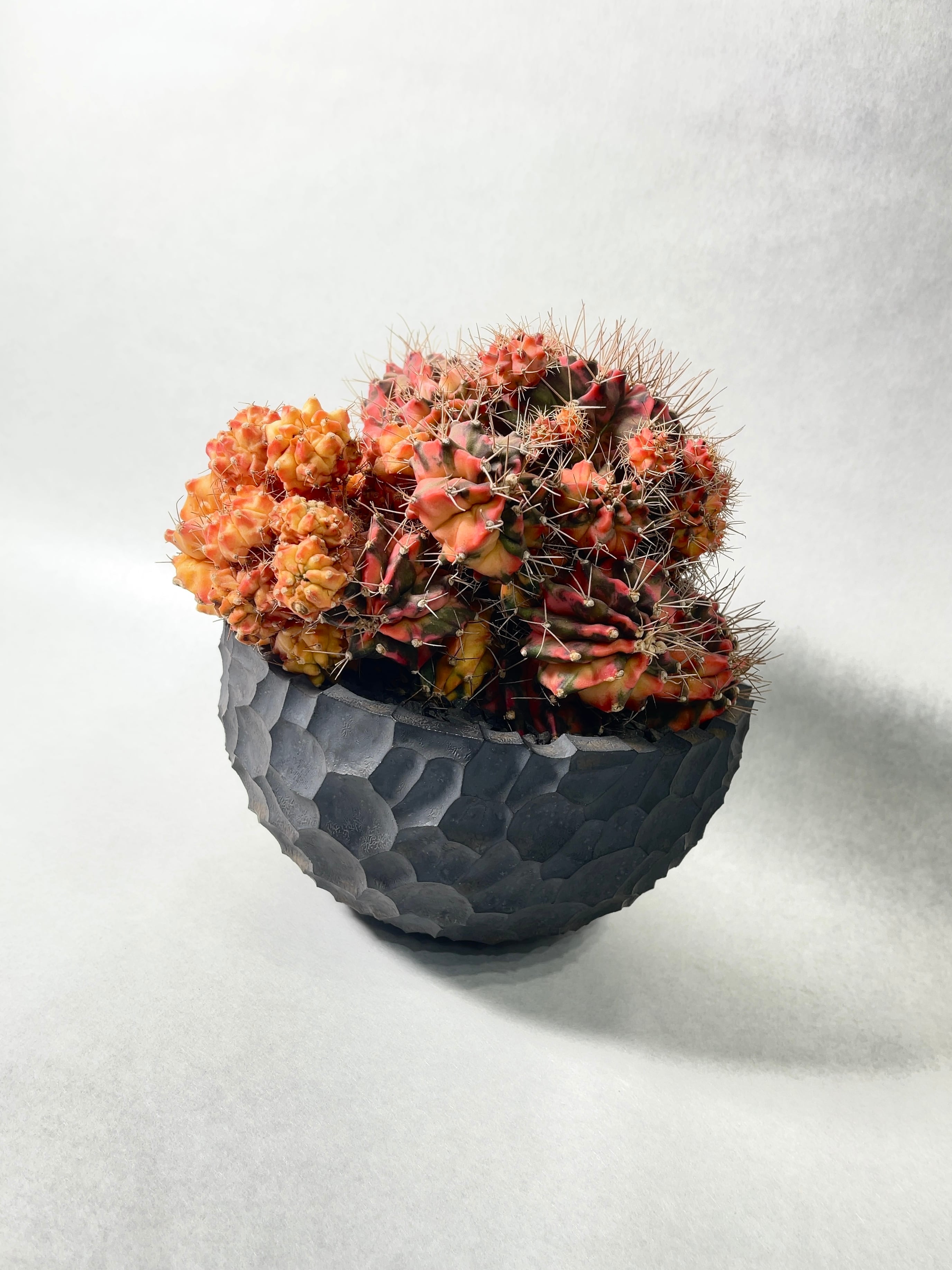 ギムノカリキウム・翠晃冠錦 | trigger