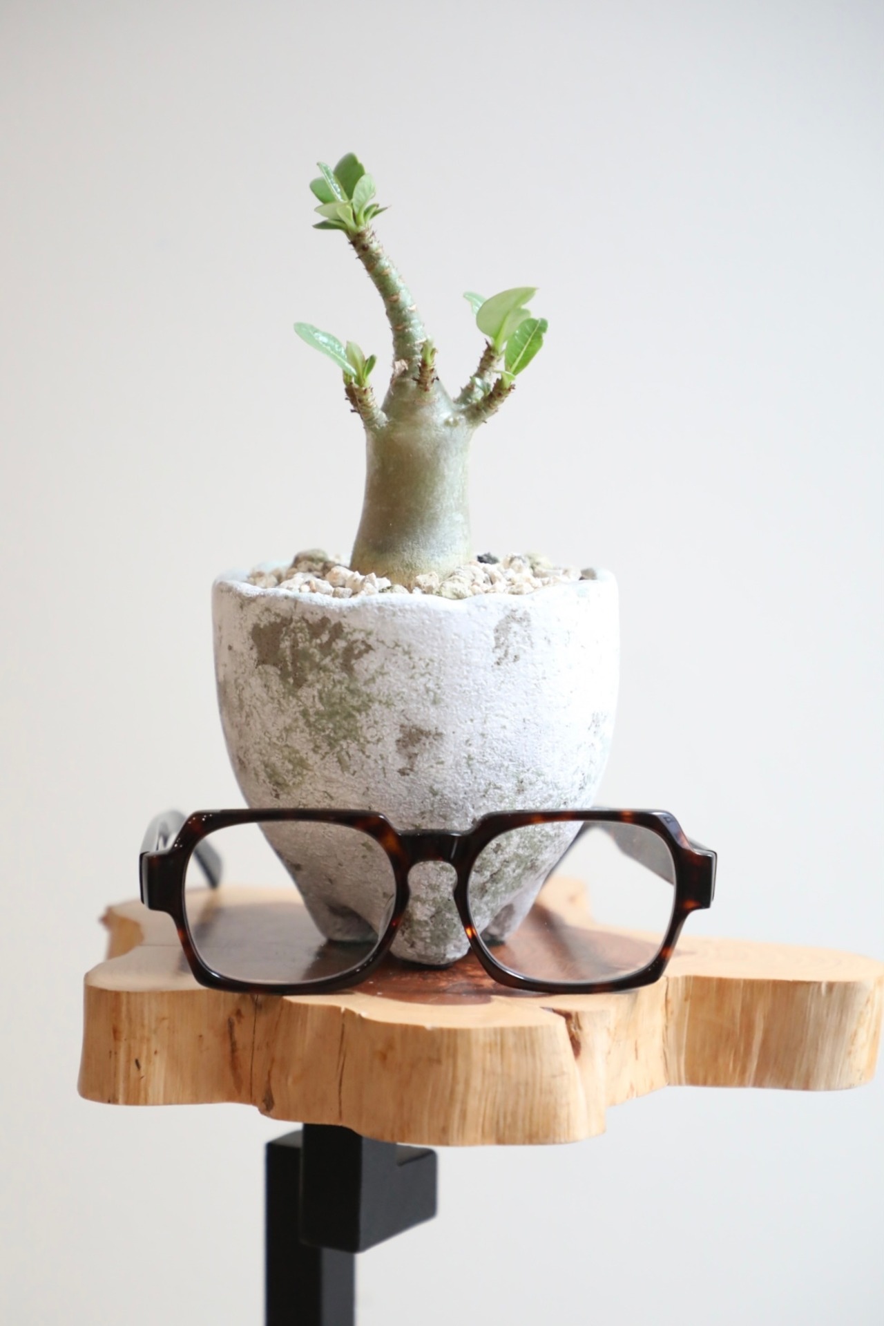 【S】アデニウム アラビカム/Adenium arabicum ※陶器鉢付き