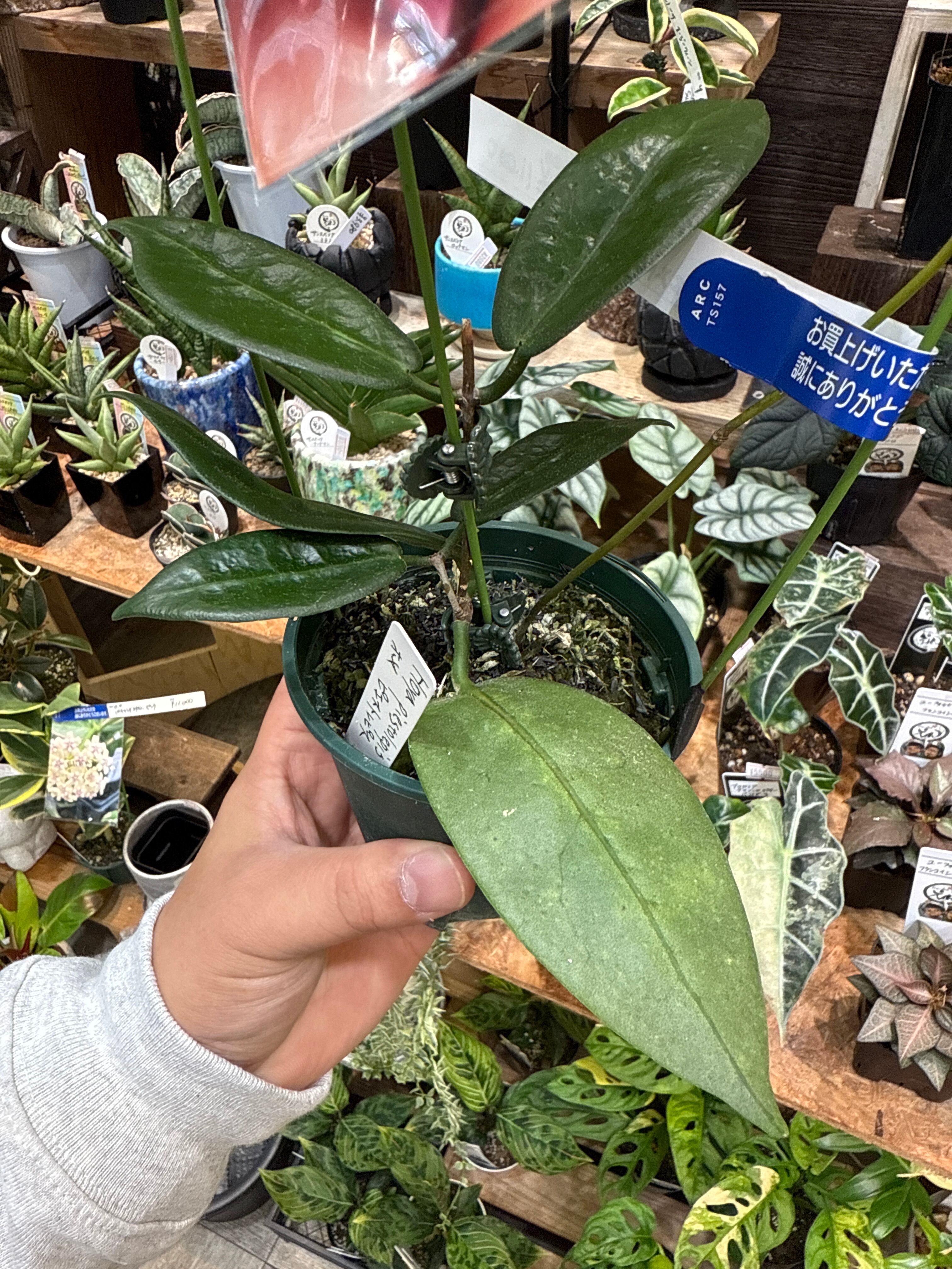 その他観葉植物 HOYA piestolepis Hoya Piestolepis /ホヤ ピエストレピス | Gardenえん 【観葉熱帯植物】