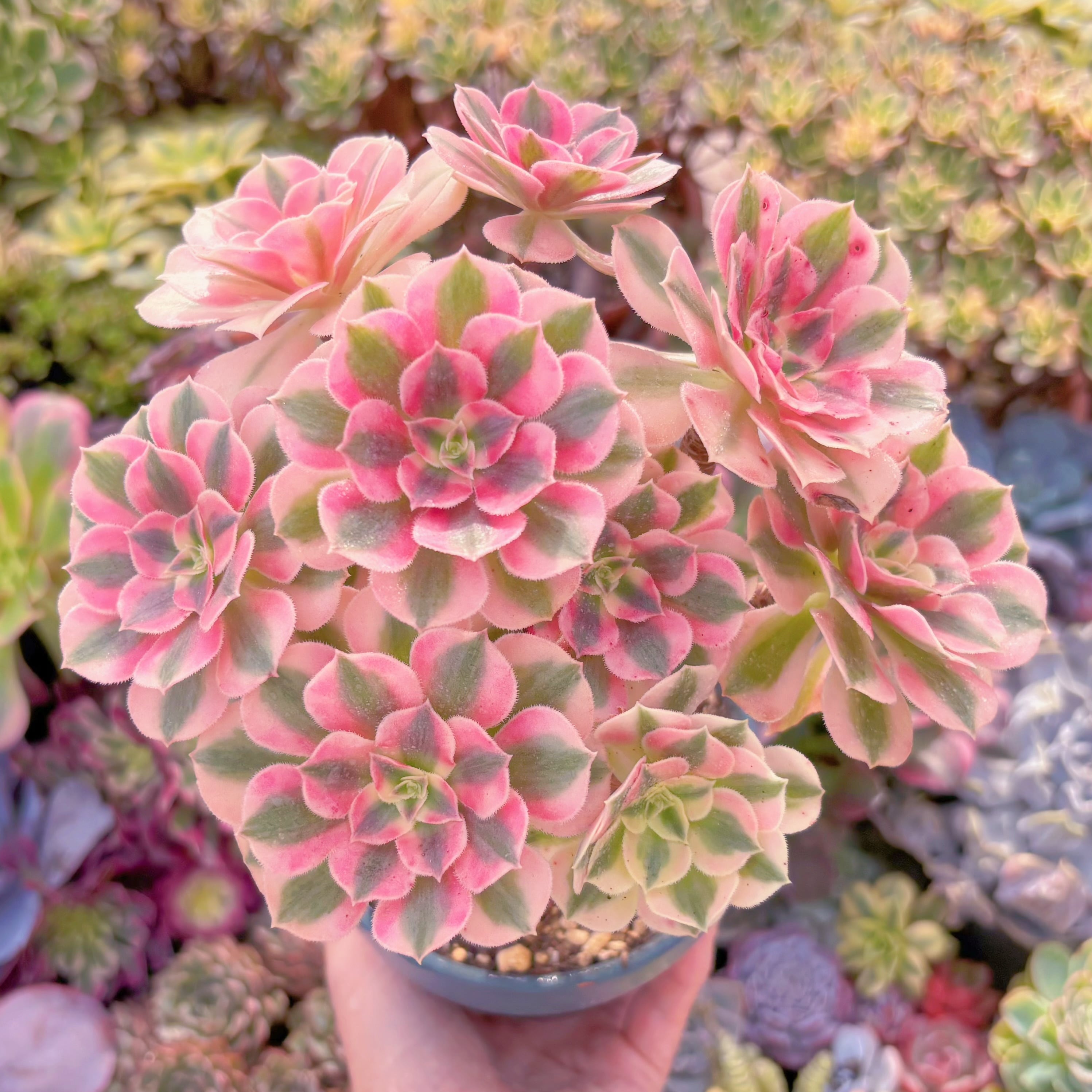 現品　アフラダイティ#A022　大群生　美苗　るる農園