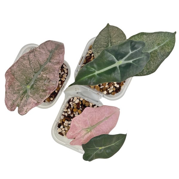 アロカシア アマゾニカ ミント斑入り 3号 幼苗 ネガミエル Alocasia