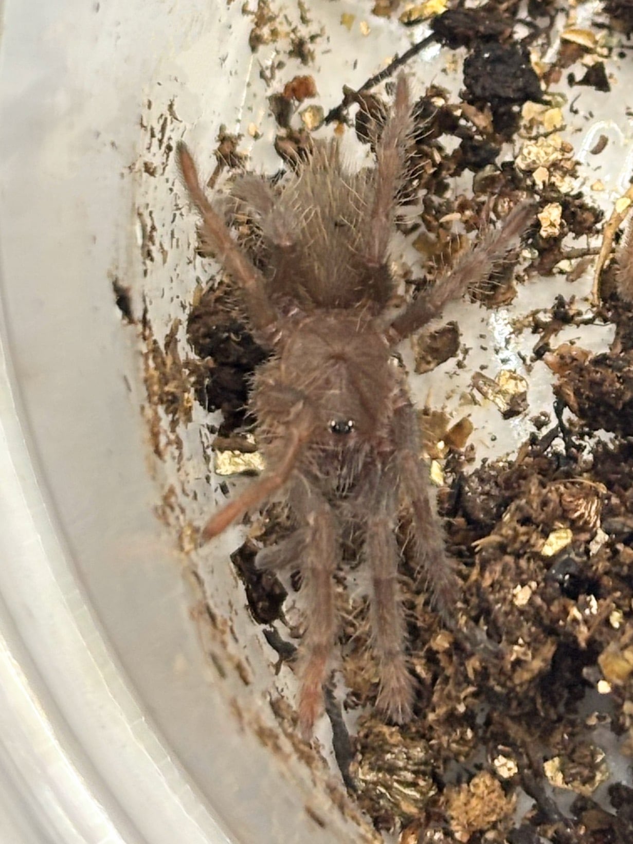カメルーンレッドバブーン Hysterocrates gigas 1匹 | まるころ商店