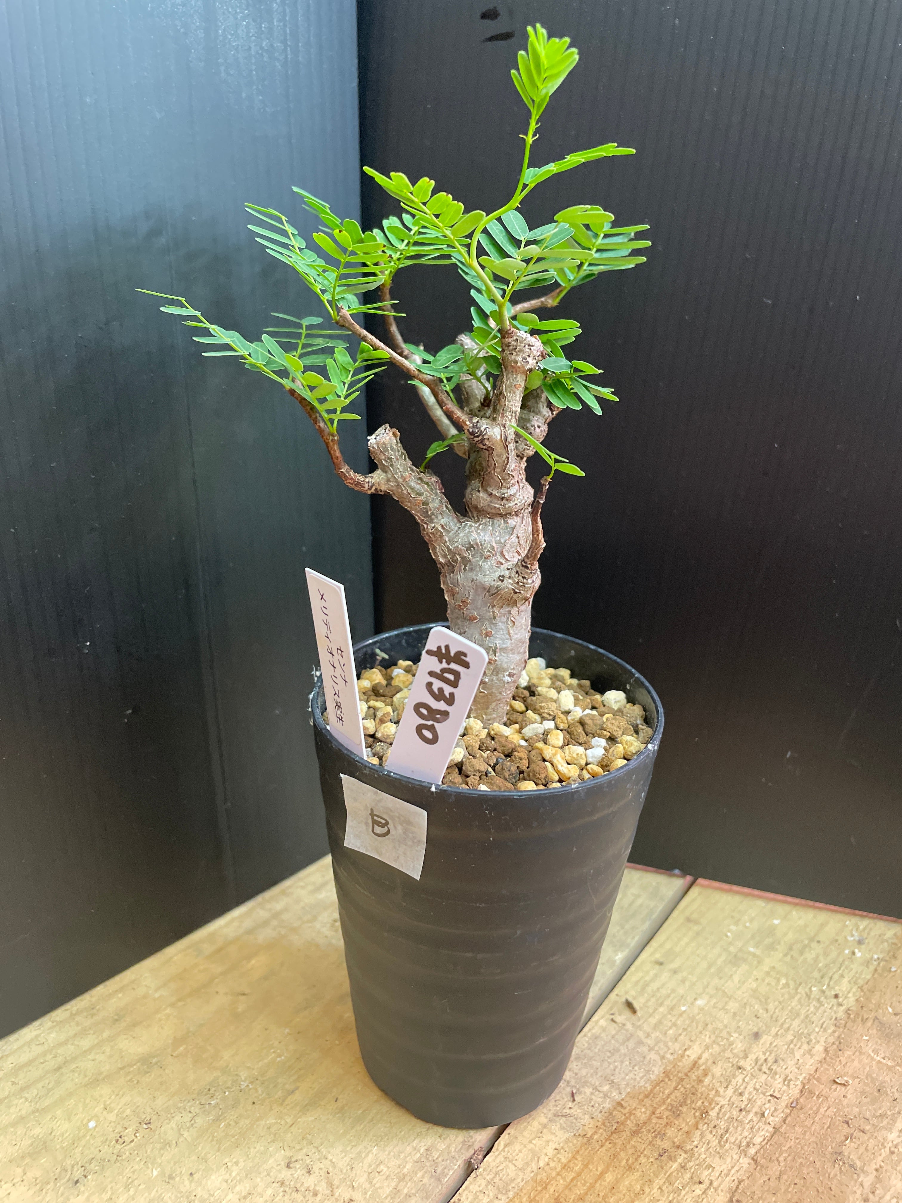 塊根植物ウィンゾリー グラキリス フォッケア アデニウム センナメリディオナリス 塊根植物ウィンゾリー グラキリス フォッケア アデニウム センナメリ