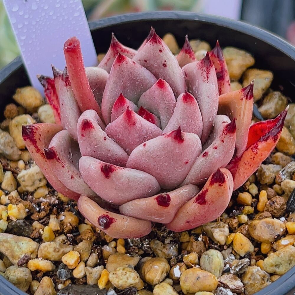 多肉植物　エボニー　韓国苗 82c3a808d7d138ecce4b69630bd6ff